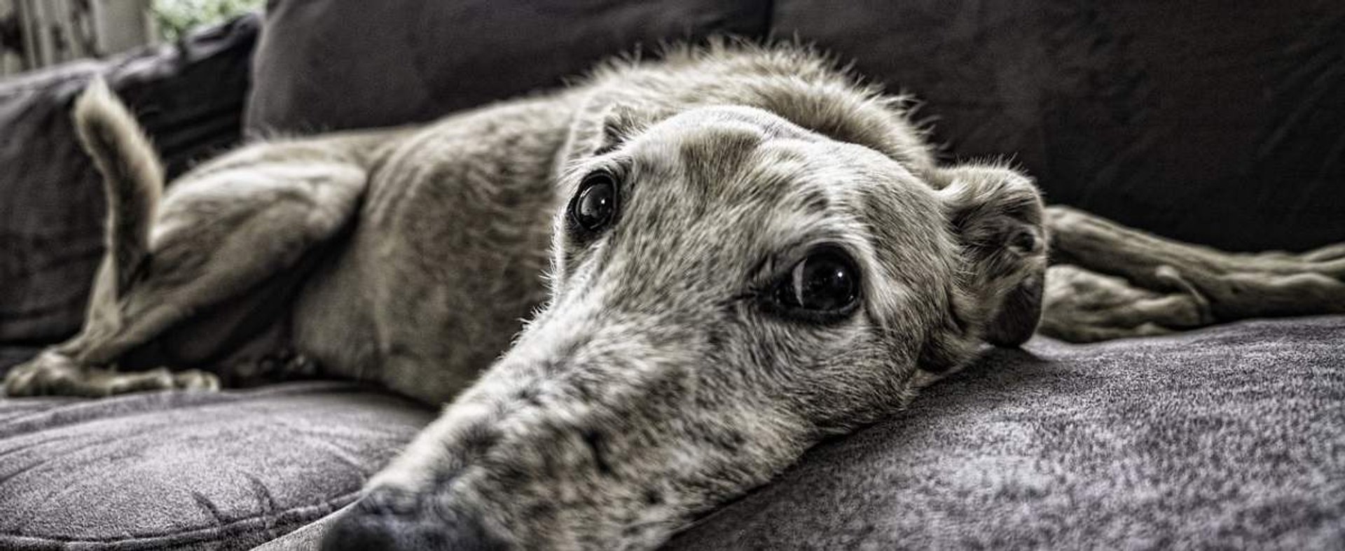 Choroby psów starych - przyczyny, objawy, leczenie i profilaktyka