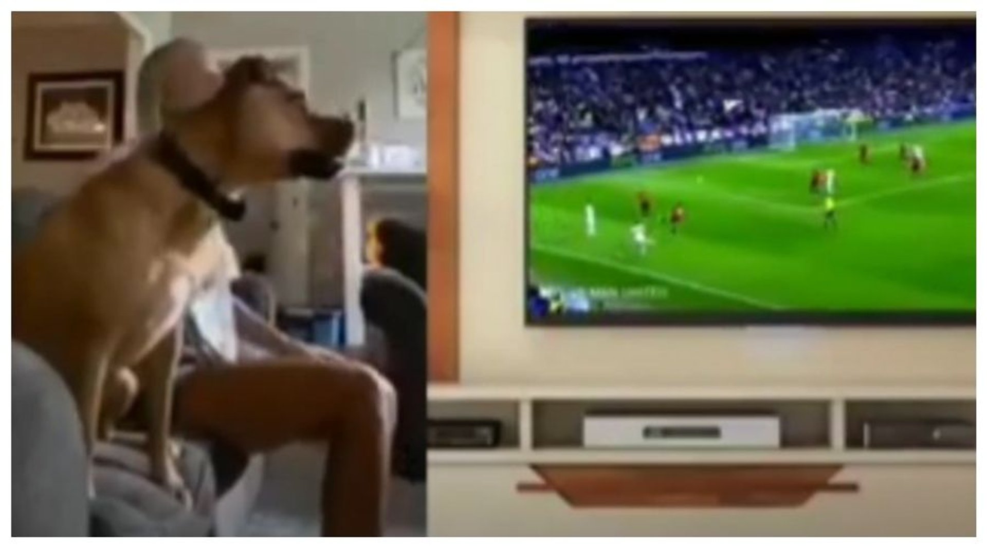 Pies ogląda mecz