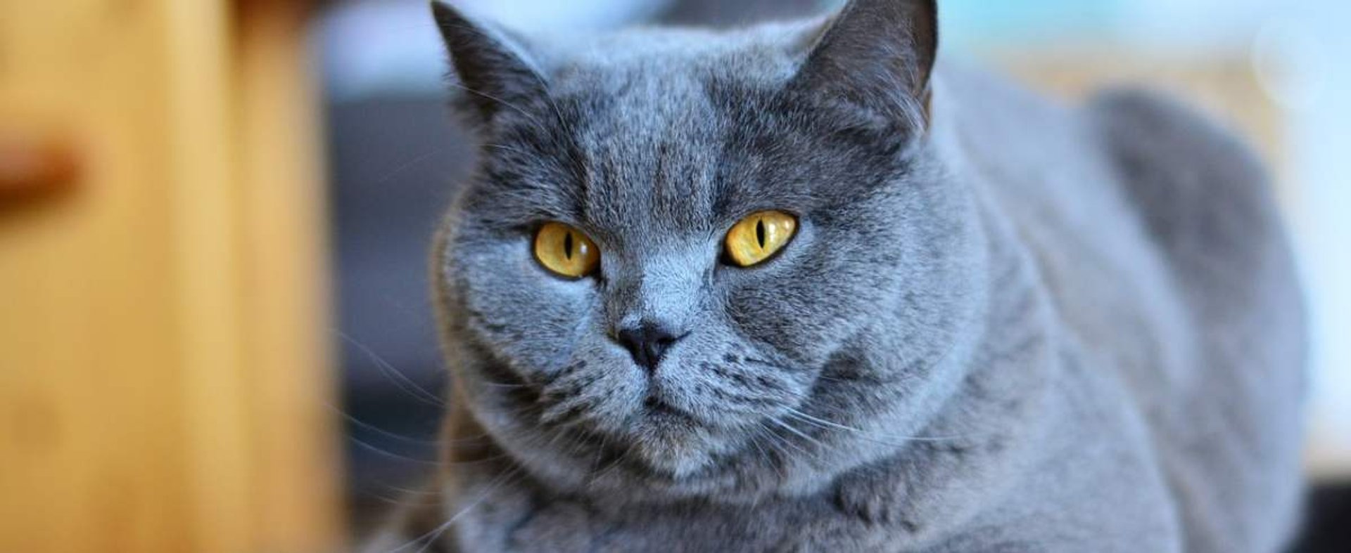 Kot kartuski – niebieski kot z przepięknymi oczami