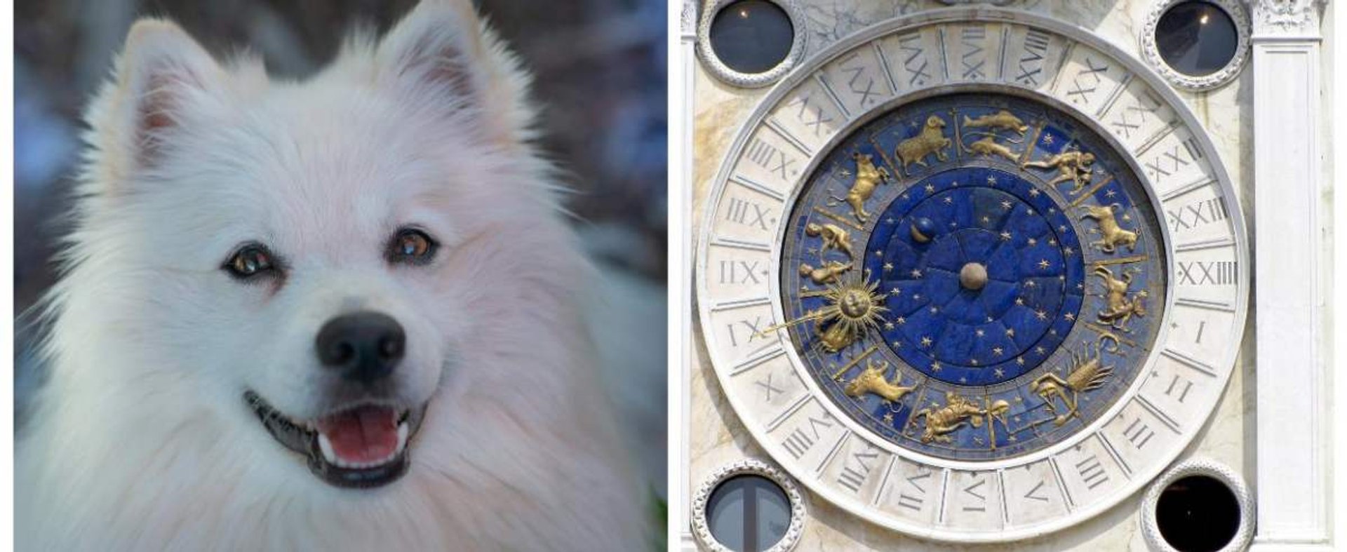 Rasa psów a znak zodiaku