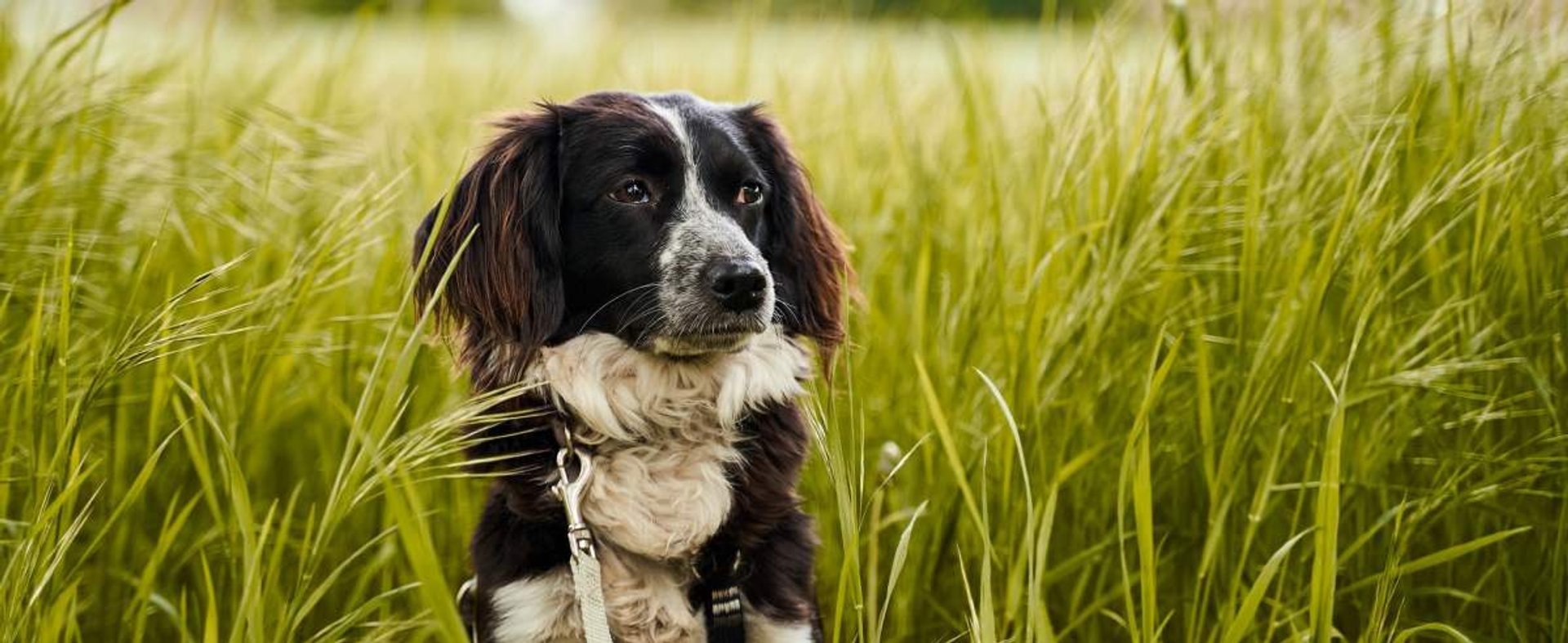 Kłos u psa: wiosenne zagrożenie dla czworonogów