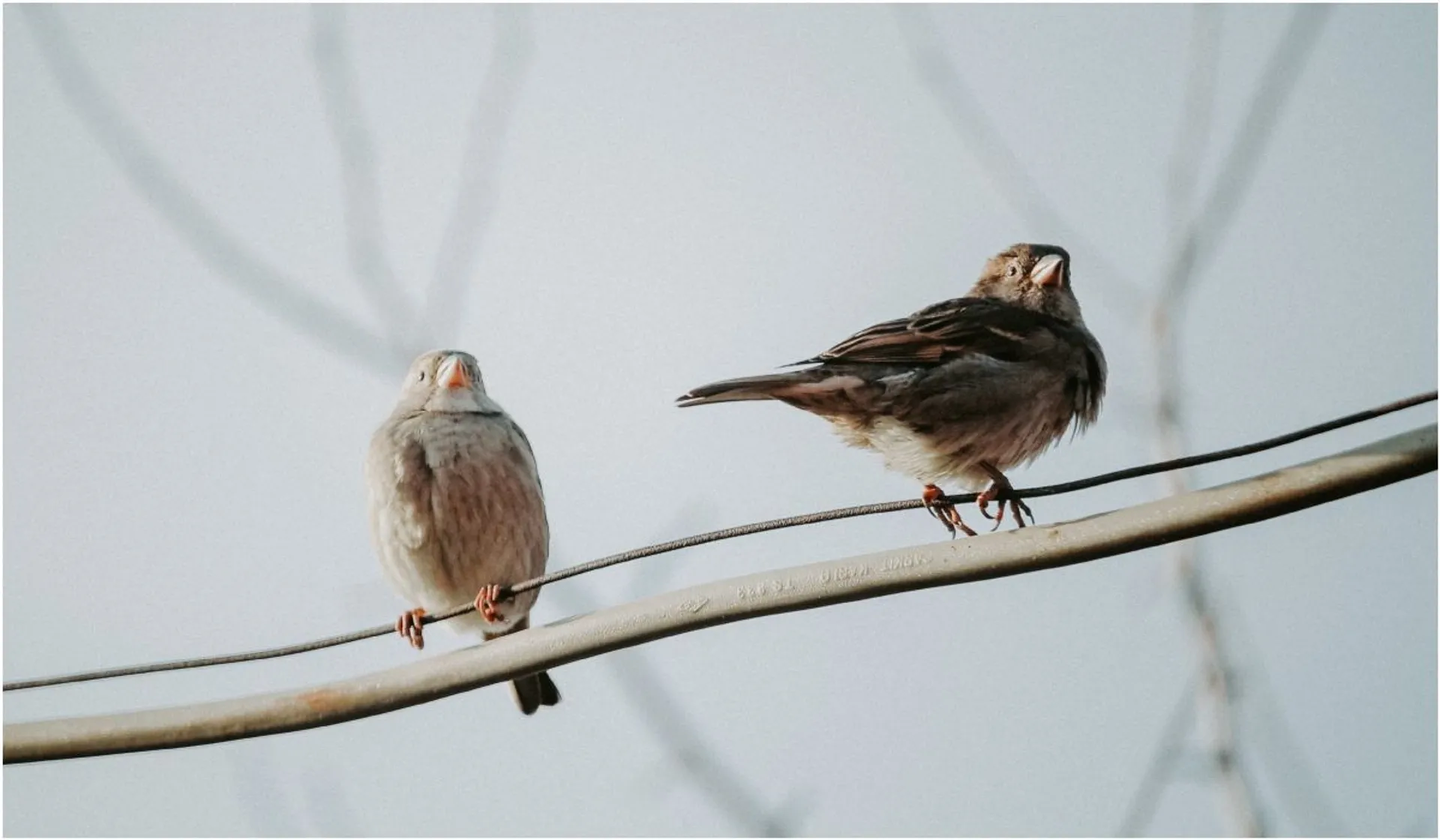 Dlaczego ptaki siadają na liniach wysokiego napięcia?