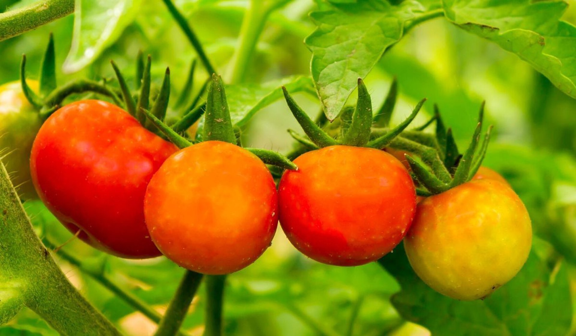 Prosty sposób na obfite zbiory pomidorów
