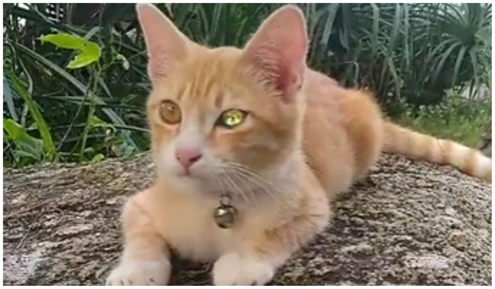 Kot o diamentowych oczach hipnotyzuje miliony internautów. Weterynarze nie widzą w nich nic piękne