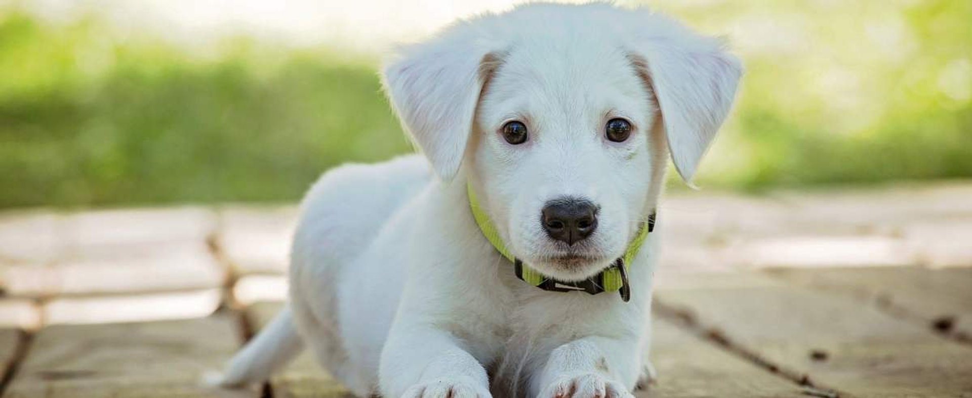 Nosówka u psa - przyczyny, objawy i leczenie