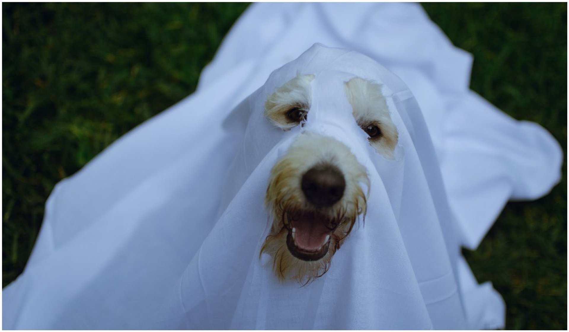 Czy psy mają kontakt z duchami?