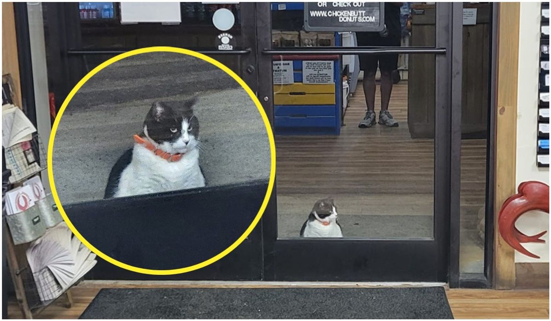 Kot wyczekuje otwarcia sklepu