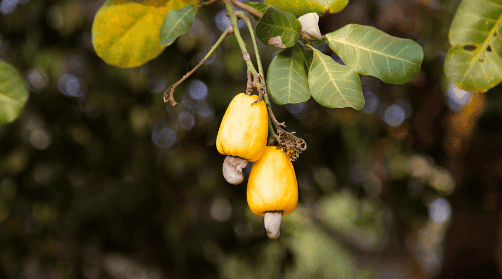 Owoce nerkowca z orzechami
