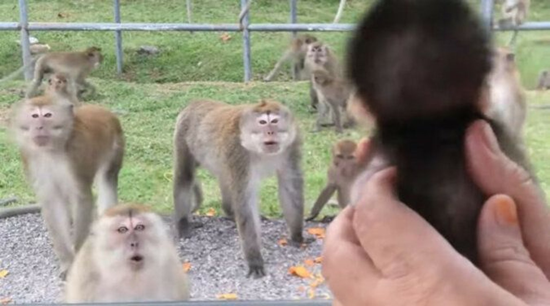 Reakcja małp