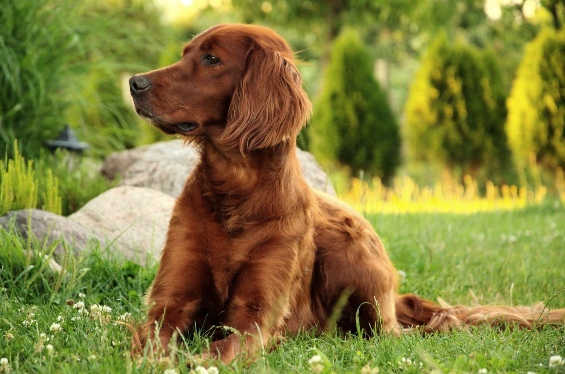 Seter irlandzki: czerwony pies z zielonej wyspy
