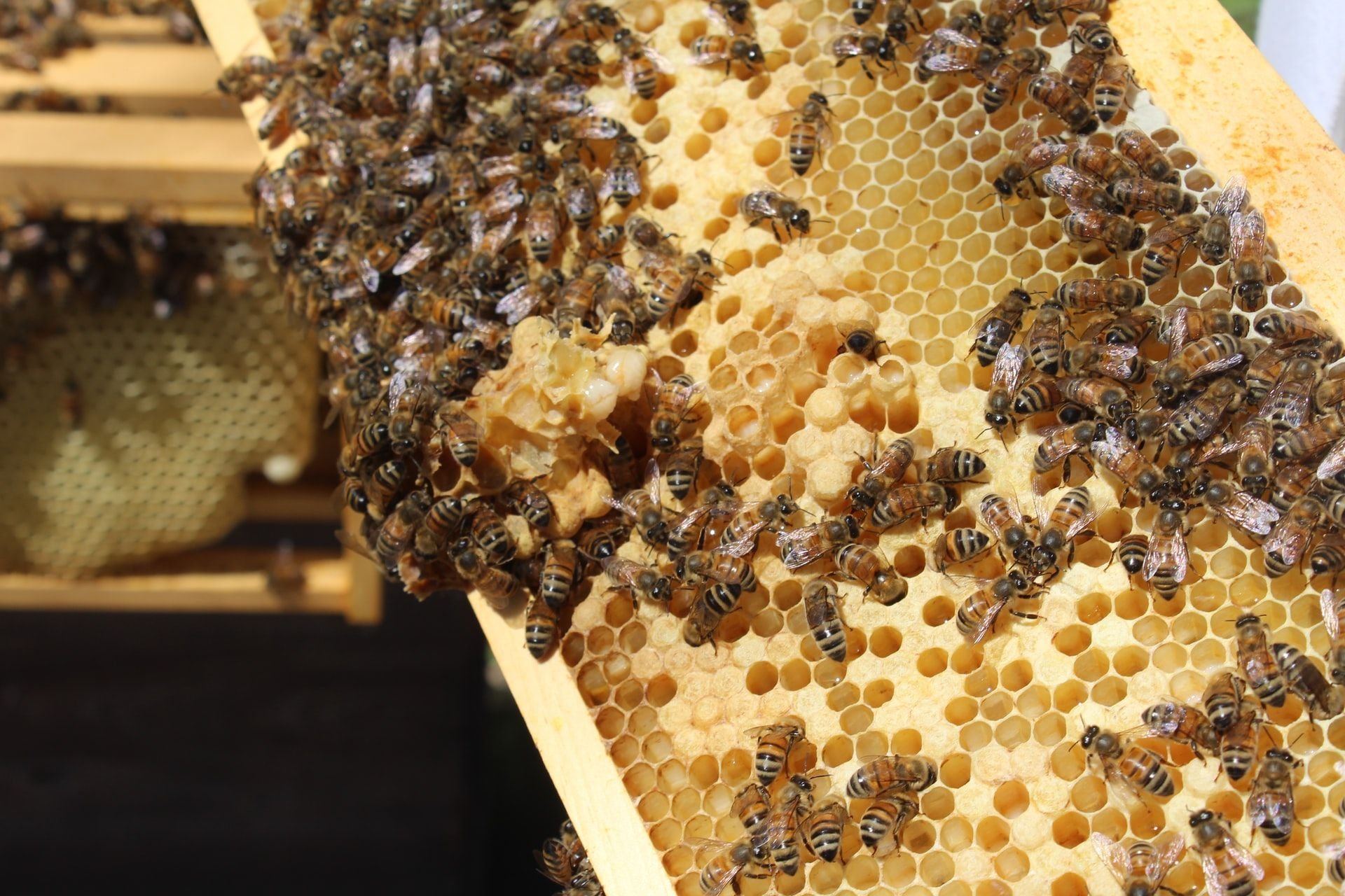 Pszczoły plaster miodu