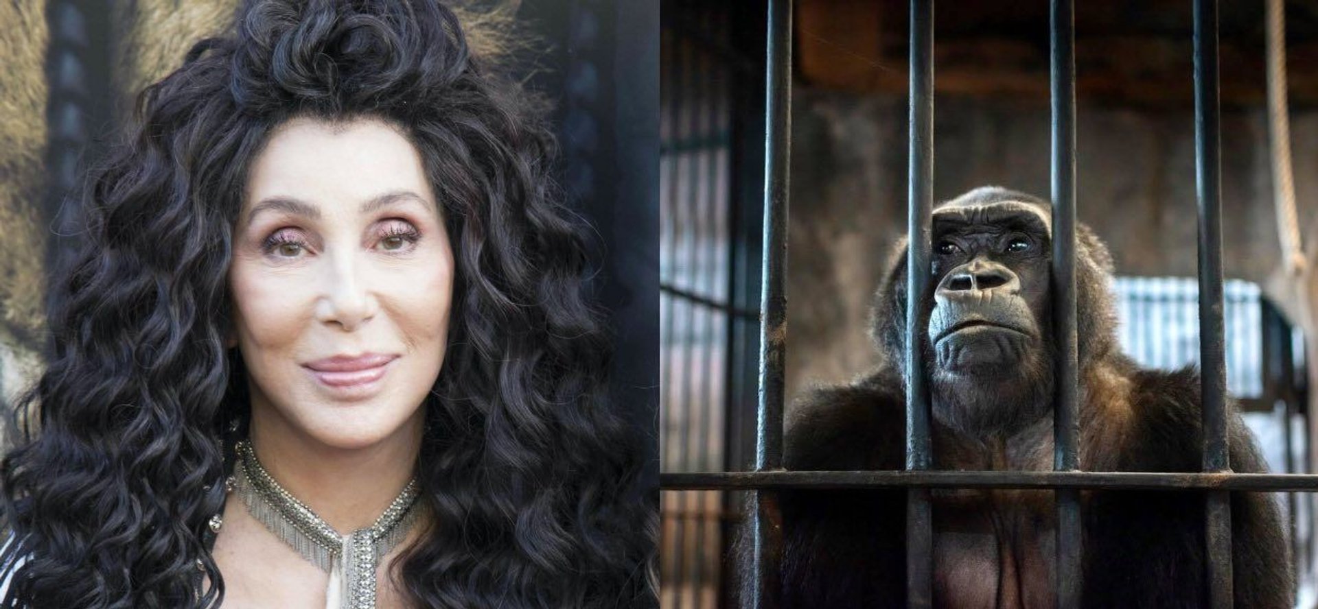 Cher pomoże uwolnić goryla
