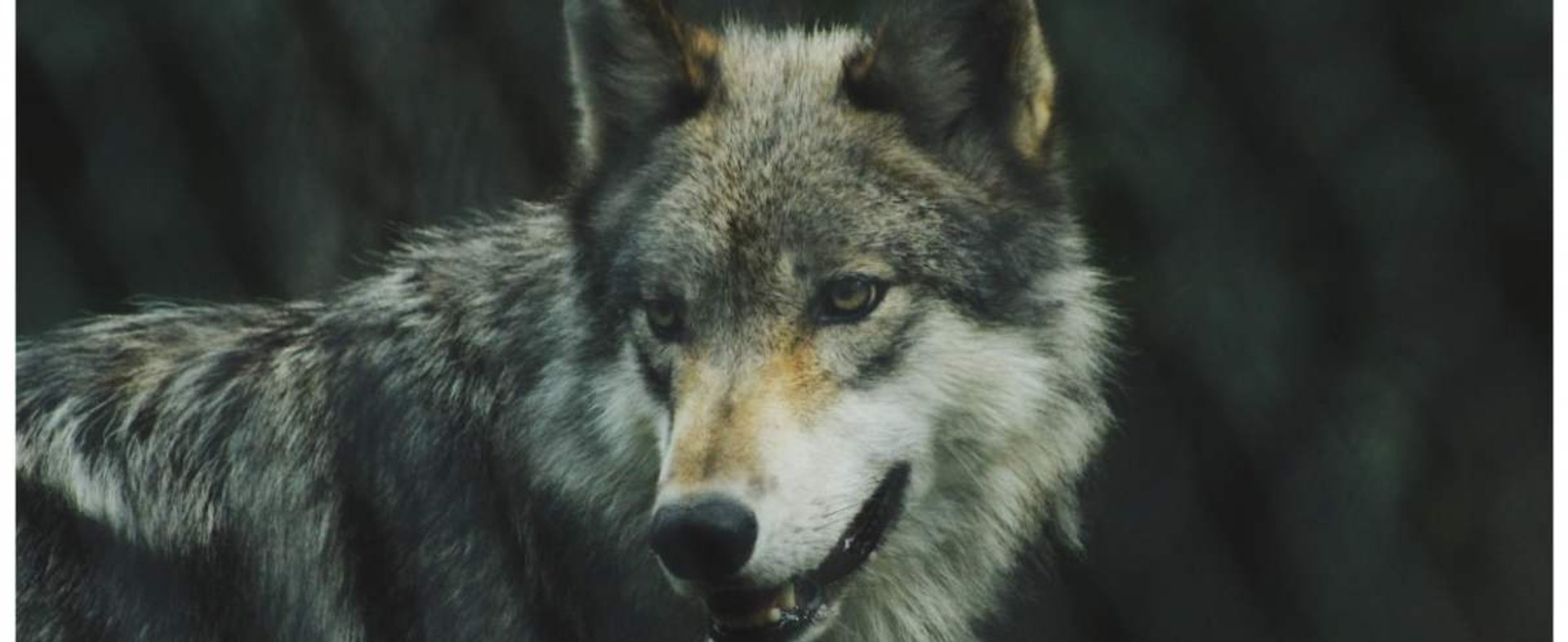 Zdjęcie podglądowe  - wilk