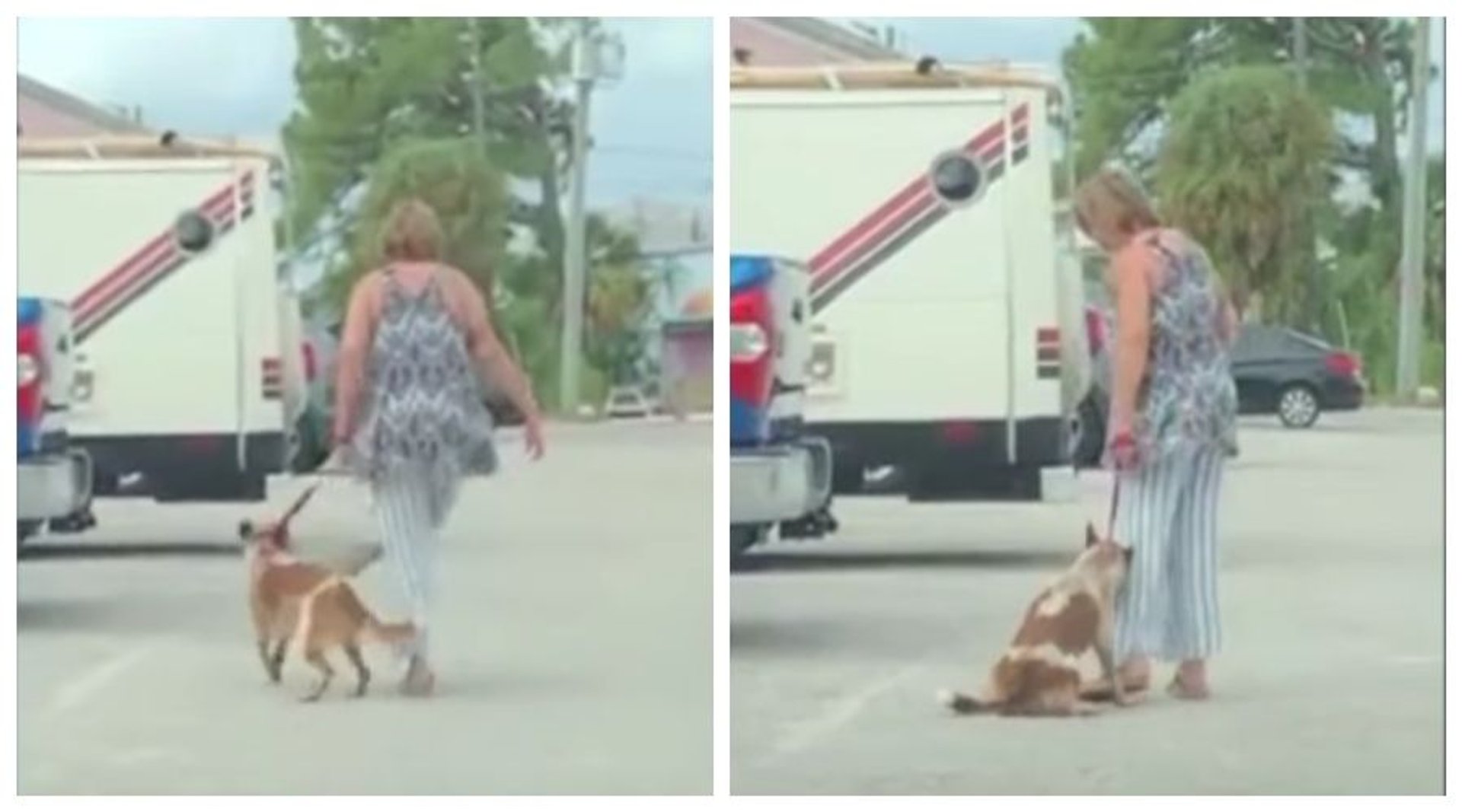 Kobieta ciągnie psa
