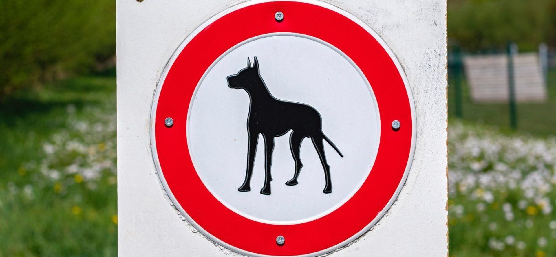 Znak zakaz psów