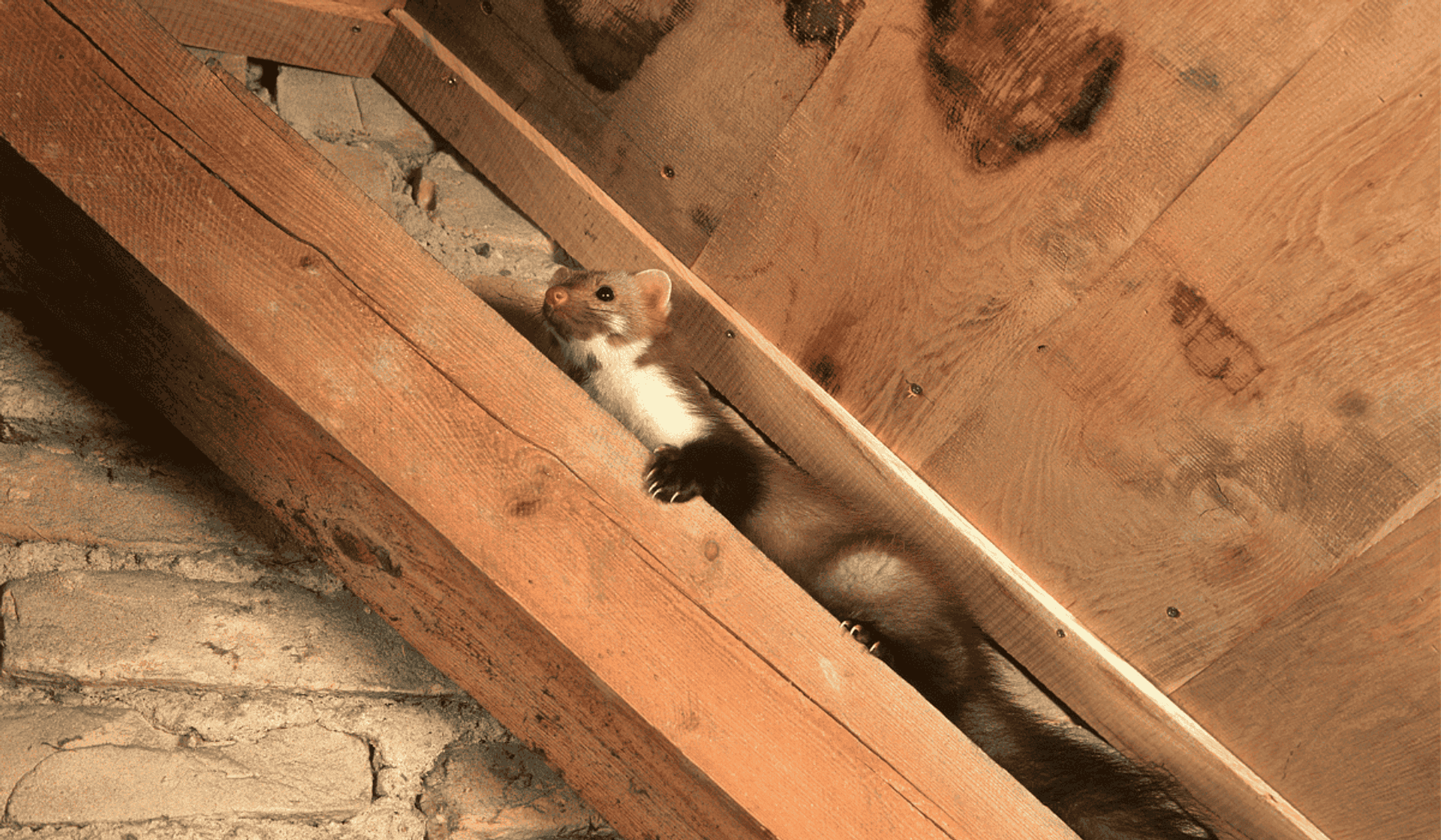 Banalnie prosty trik, aby kuny omijały Twój dom z daleka. Mało kto wie, efekty zdumiewają