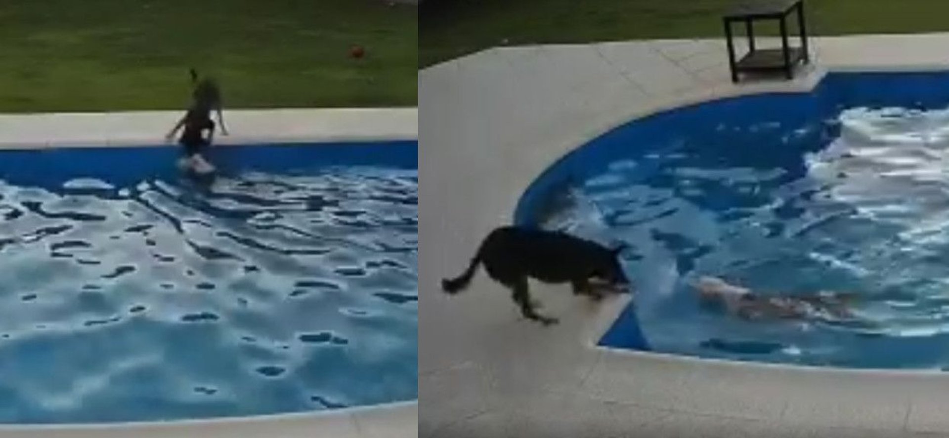 Psy przy basenie