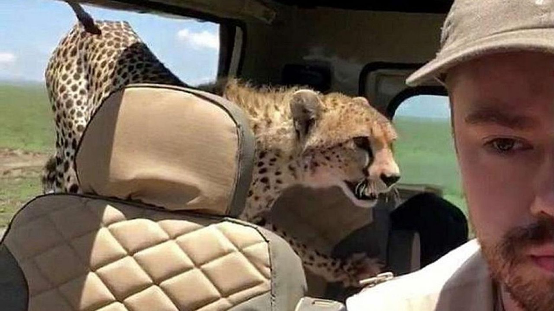 Gepard w jeepie