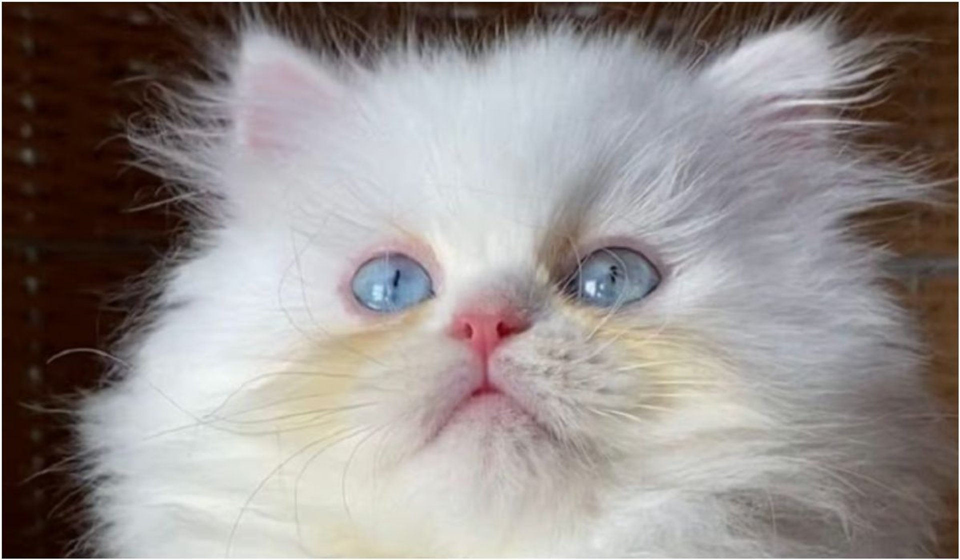 Rasowy kot perski