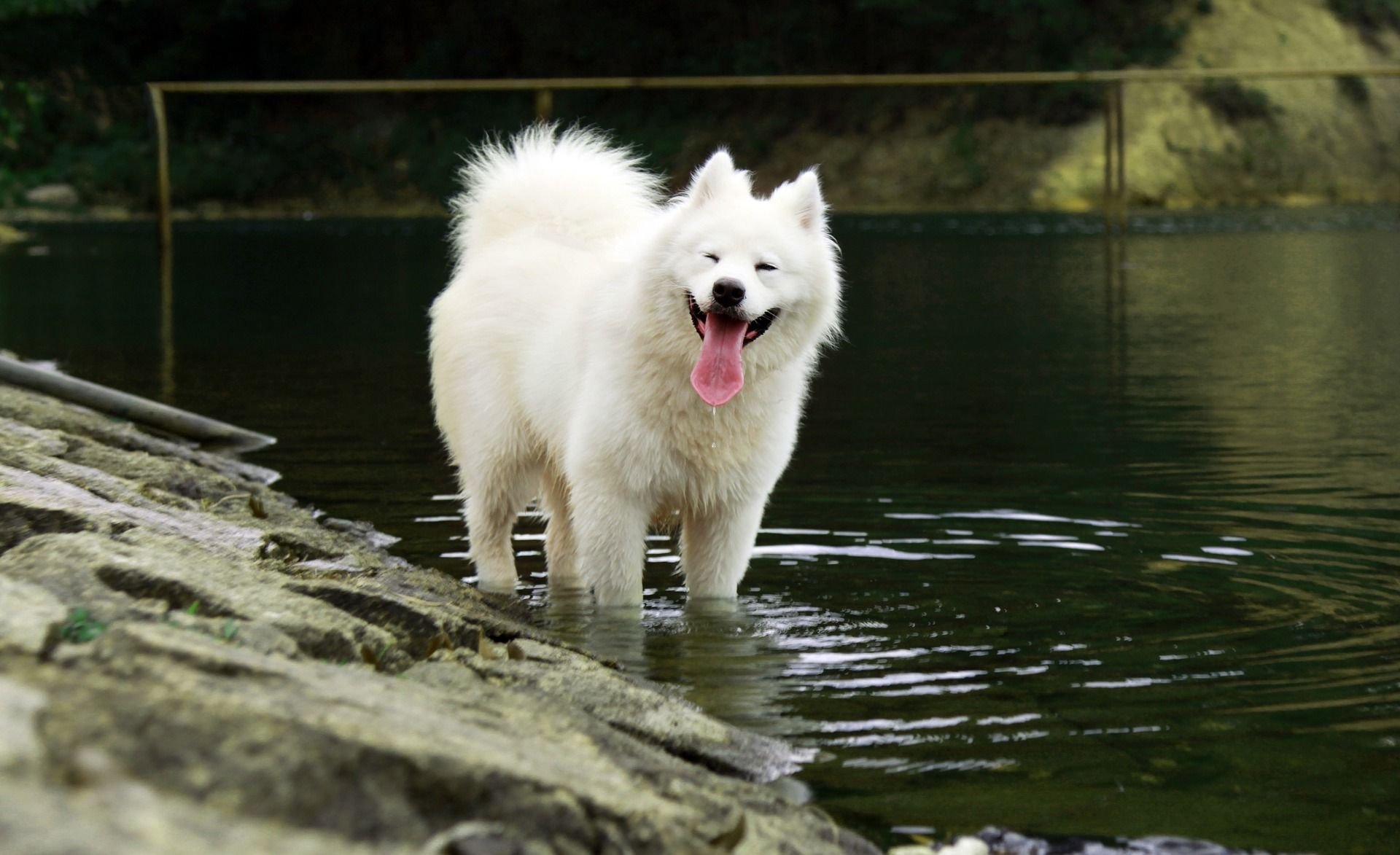 Samoyed: uśmiechnięty pies
