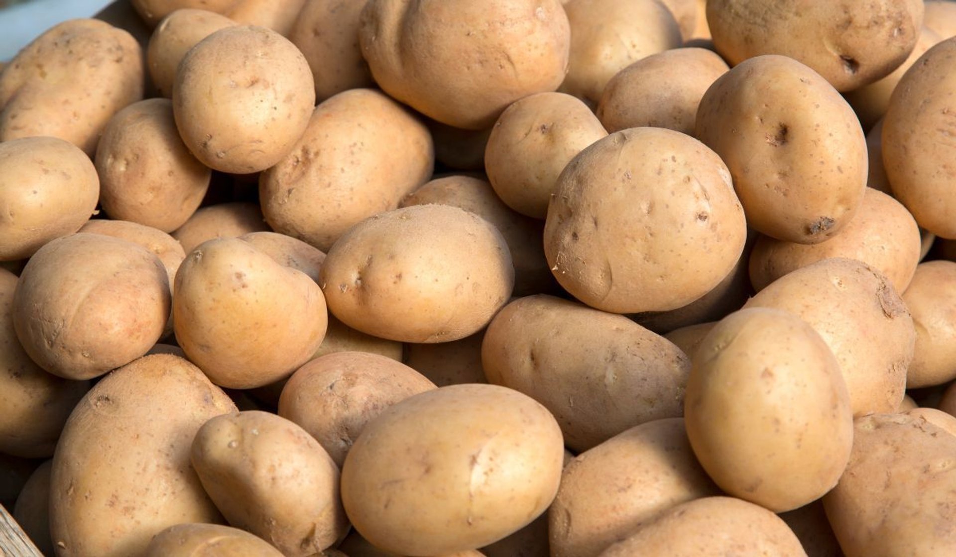 Jak wybrać i przechowywać ziemniaki na zimę? Wyjaśniamy krok po kroku
