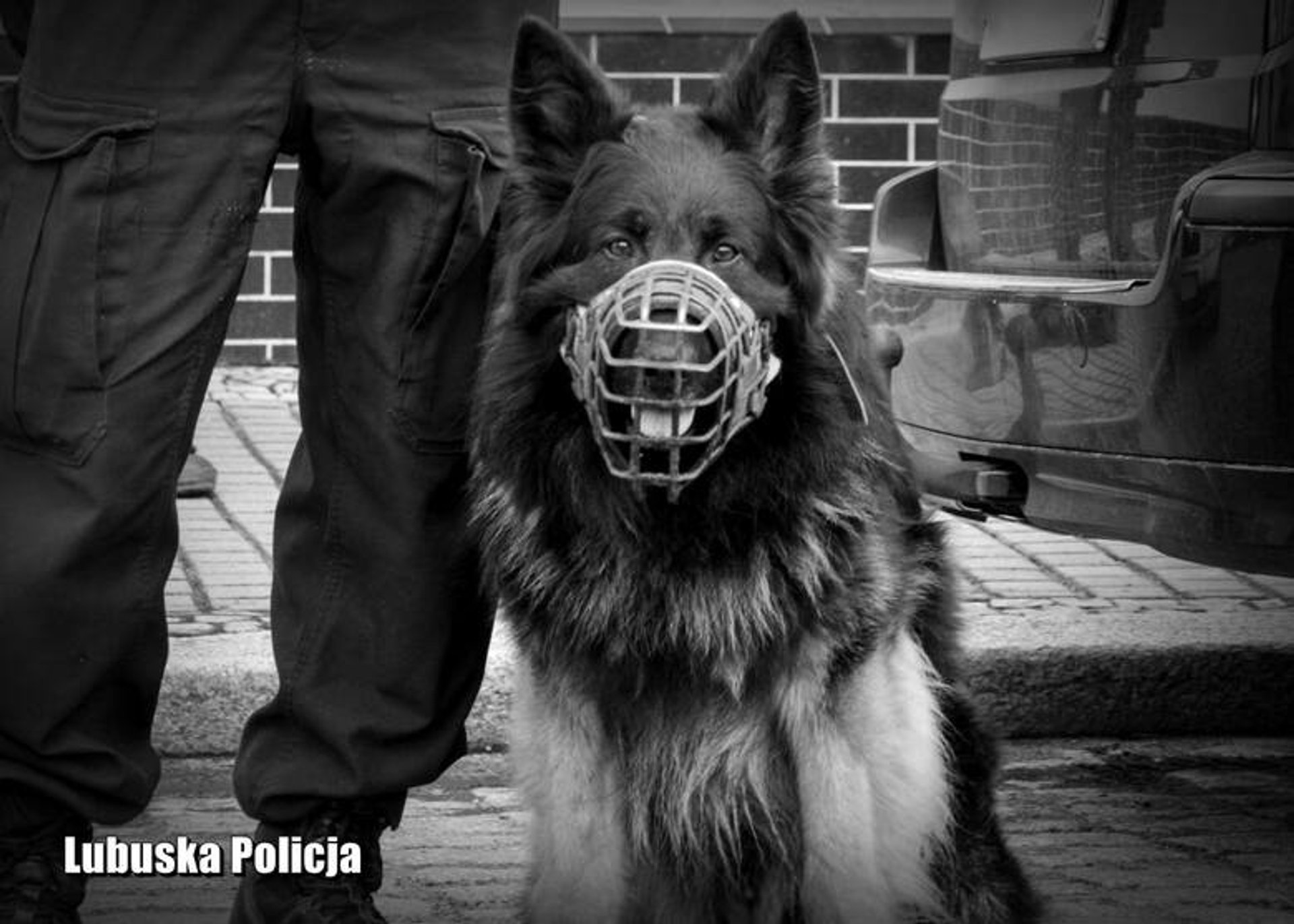 Przykre wieści. Czworonożny policjant Homar odszedł na wieczną wartę