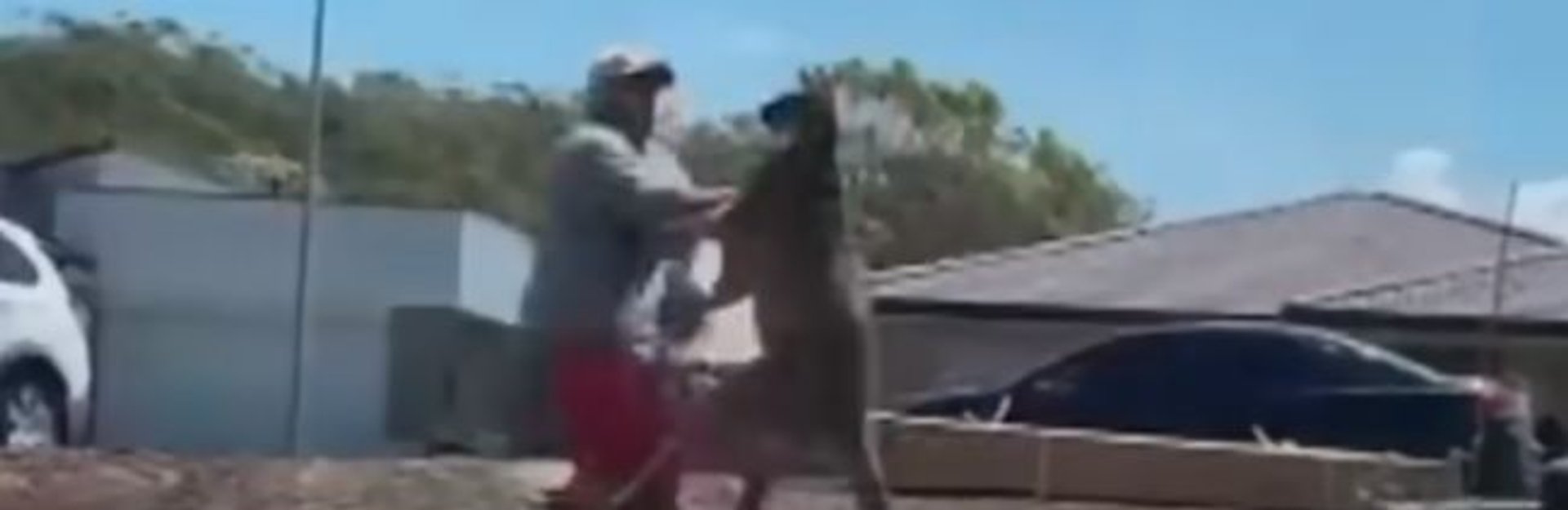kangur bije mężczyznę