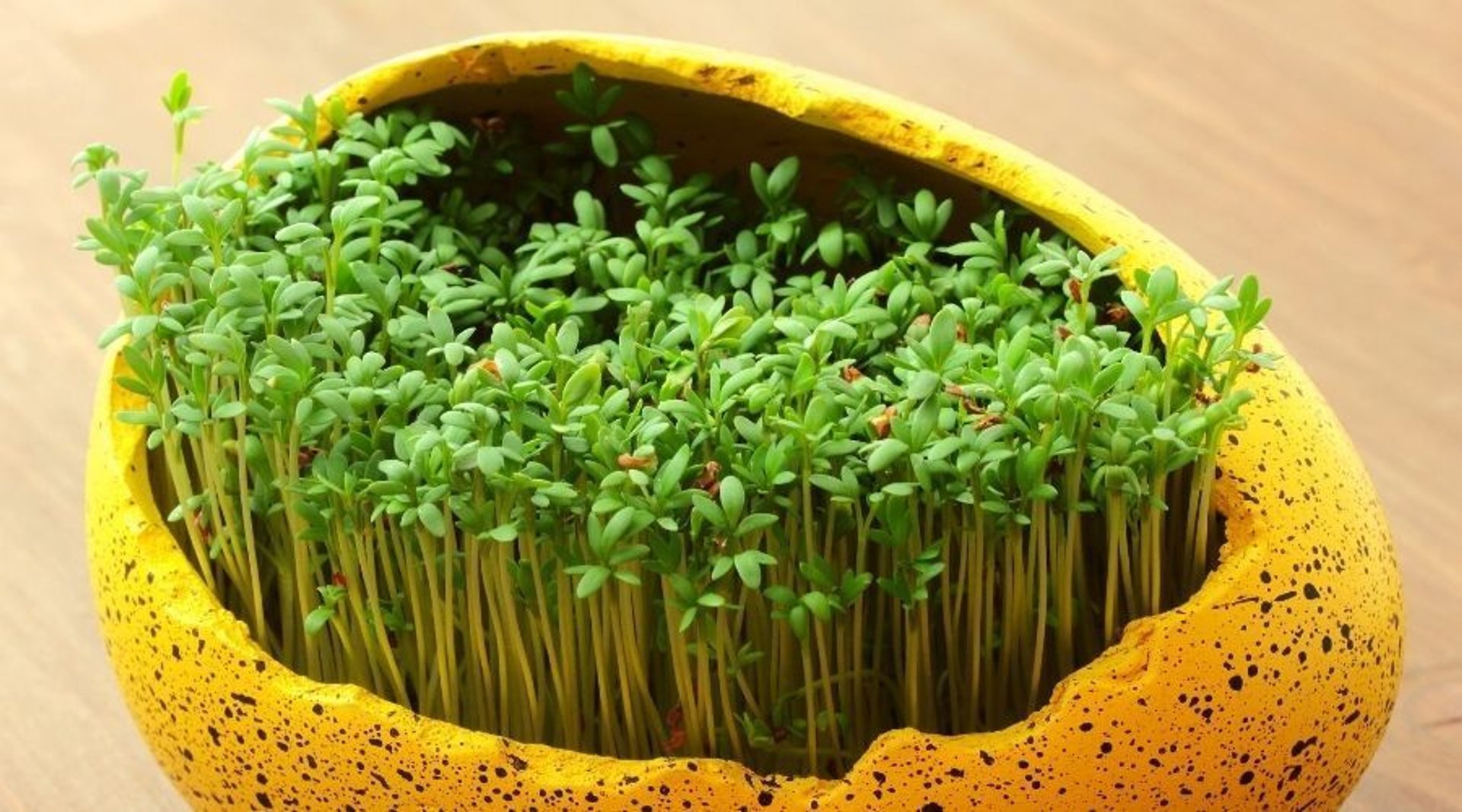 Kiedy należy wysiać rzeżuchę przed Wielkanocą? Znamy konkretną datę