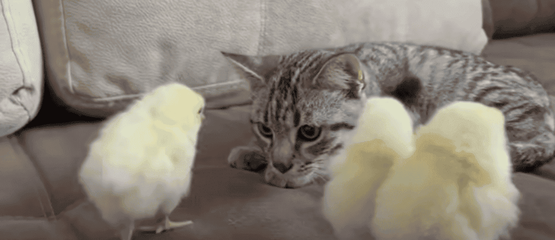 kot i kurczaki