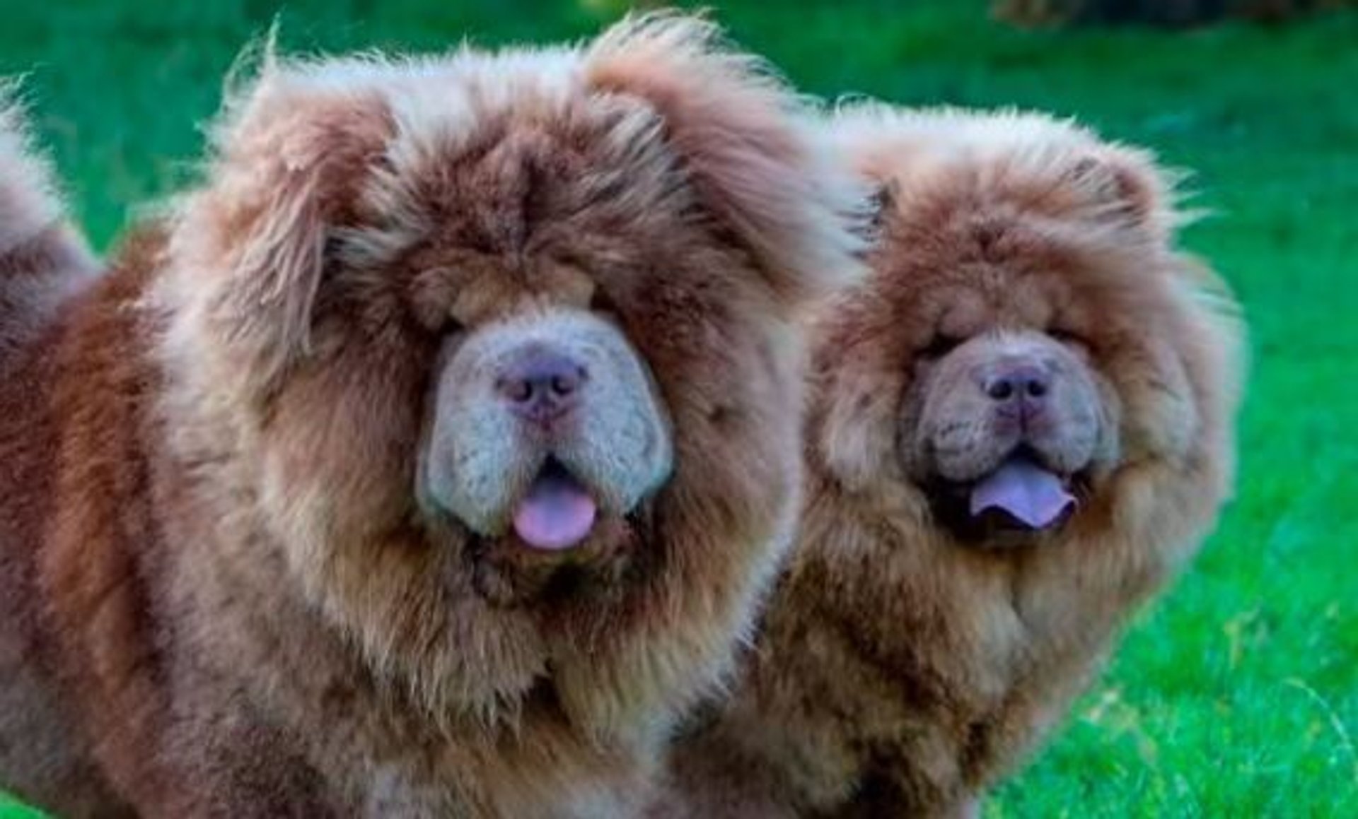 chow chow