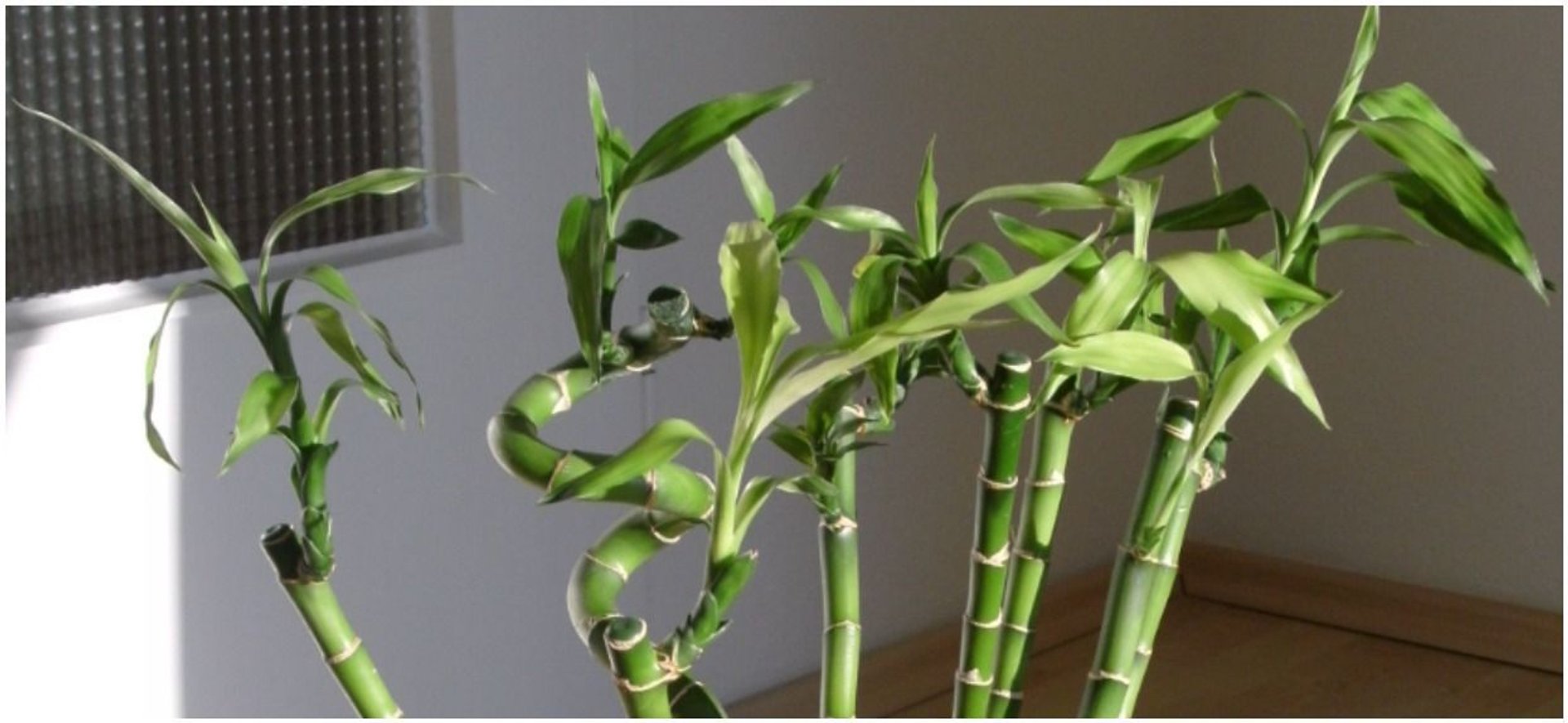 Dracena Lucky Bamboo – "szczęśliwa" roślina
