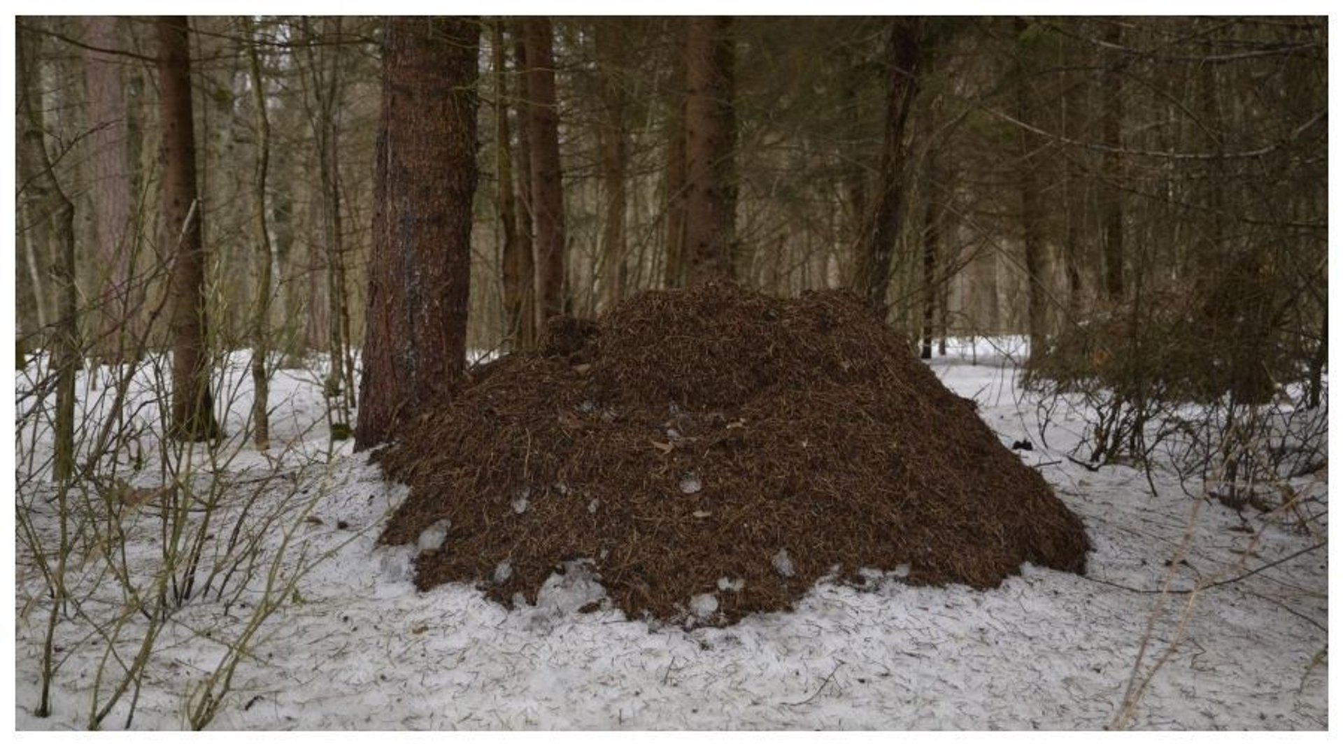 Zdjęcie kopca mrówek