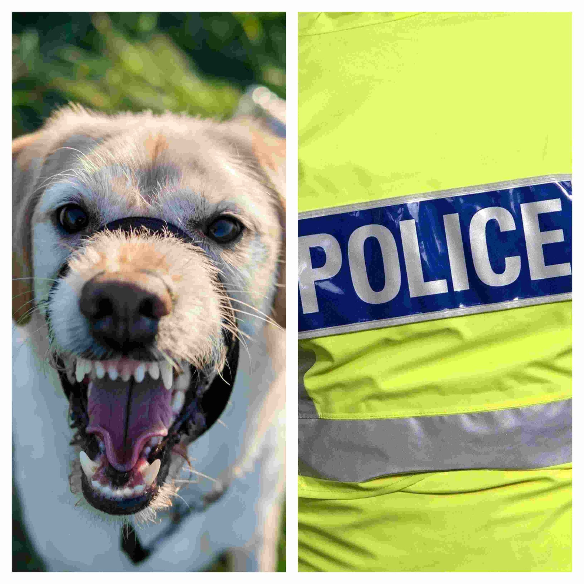 Australia: zginęła opiekunka psów. Media donoszą, co może spotkać zwierzęta