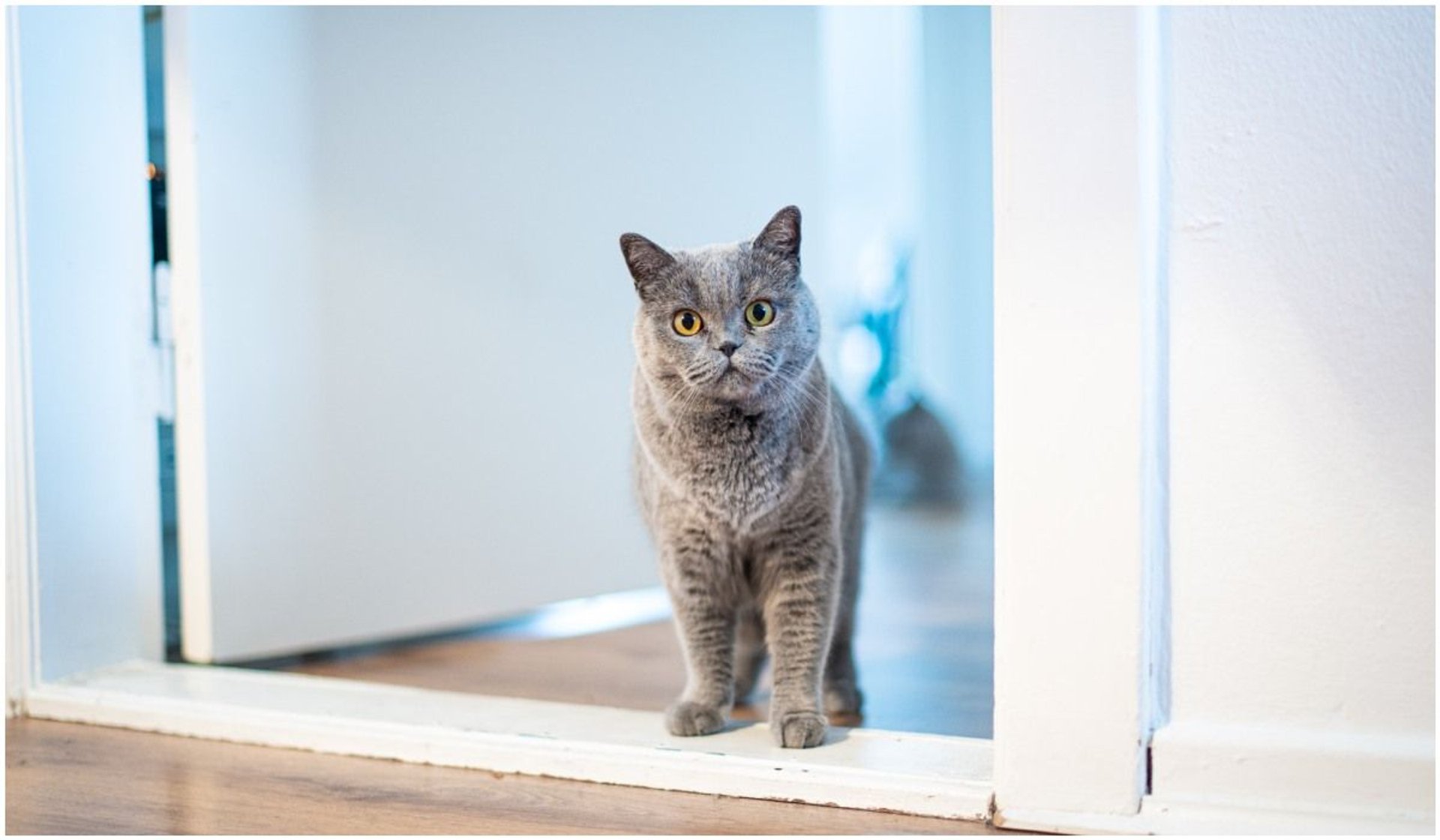 Dlaczego kot miauczy pod drzwiami Wiemy, jak go tego oduczyć