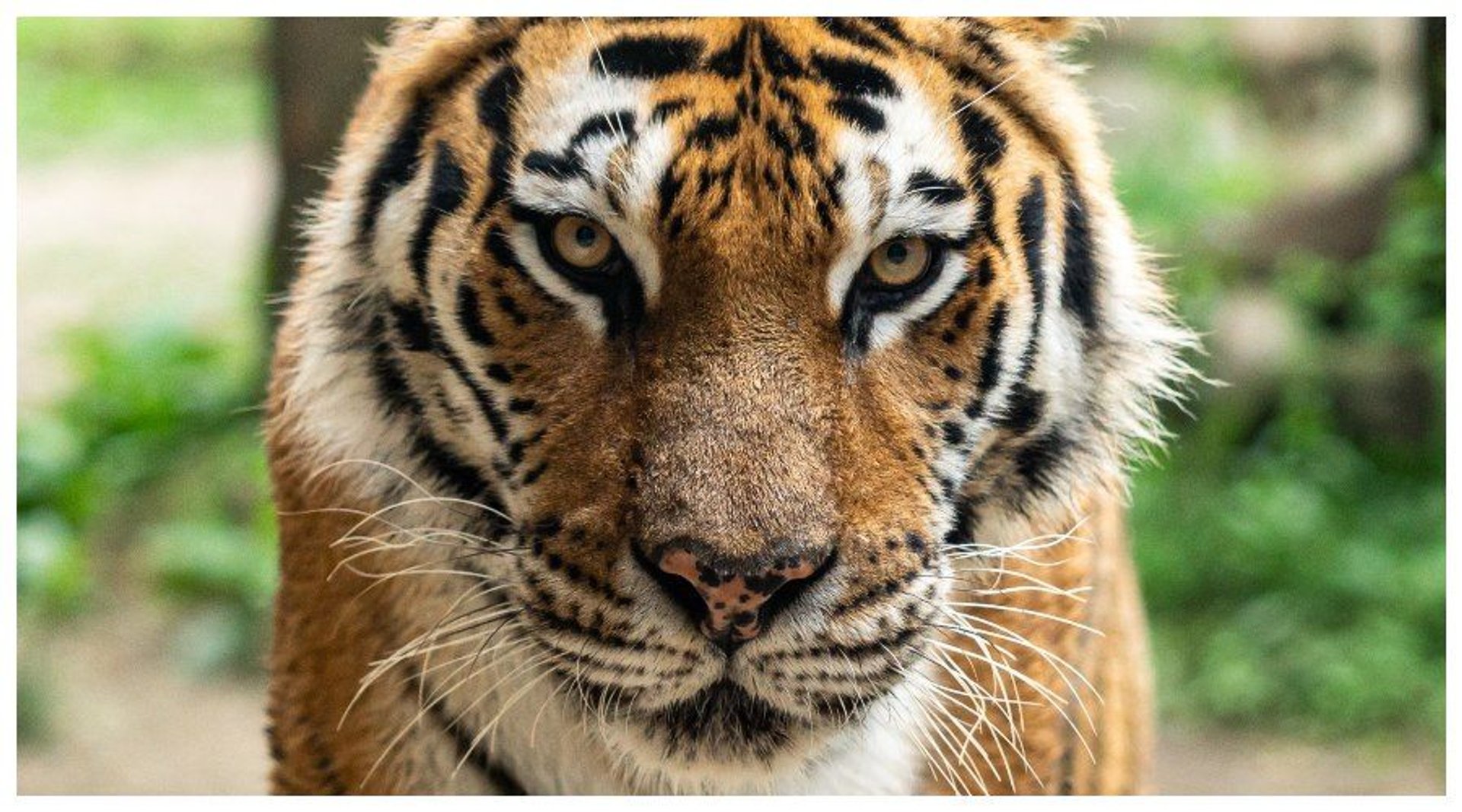 Słynny kłusownik zatrzymany, pozostawał nieuchwytny od 20 lat. Nie mieści się w głowie, czego się dopuścił