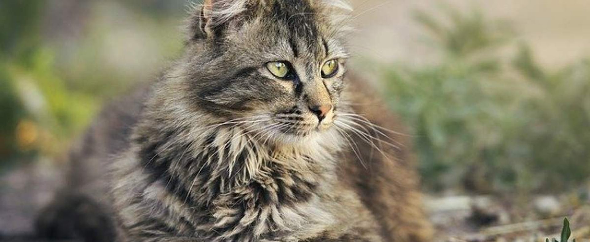 Jak długo żyją koty? Co wpływa na długość życia kota?