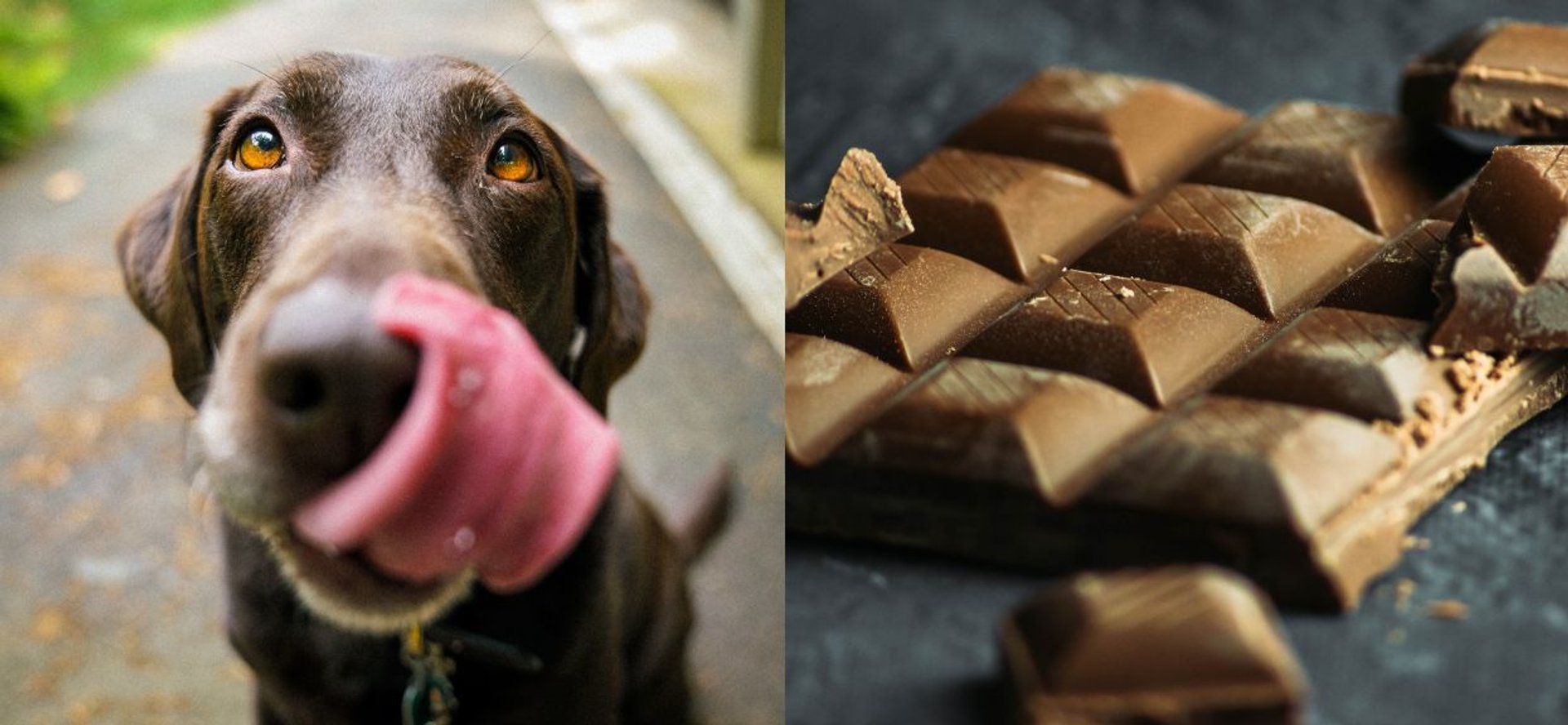 Oblizujący się pies i tabliczka czekolady