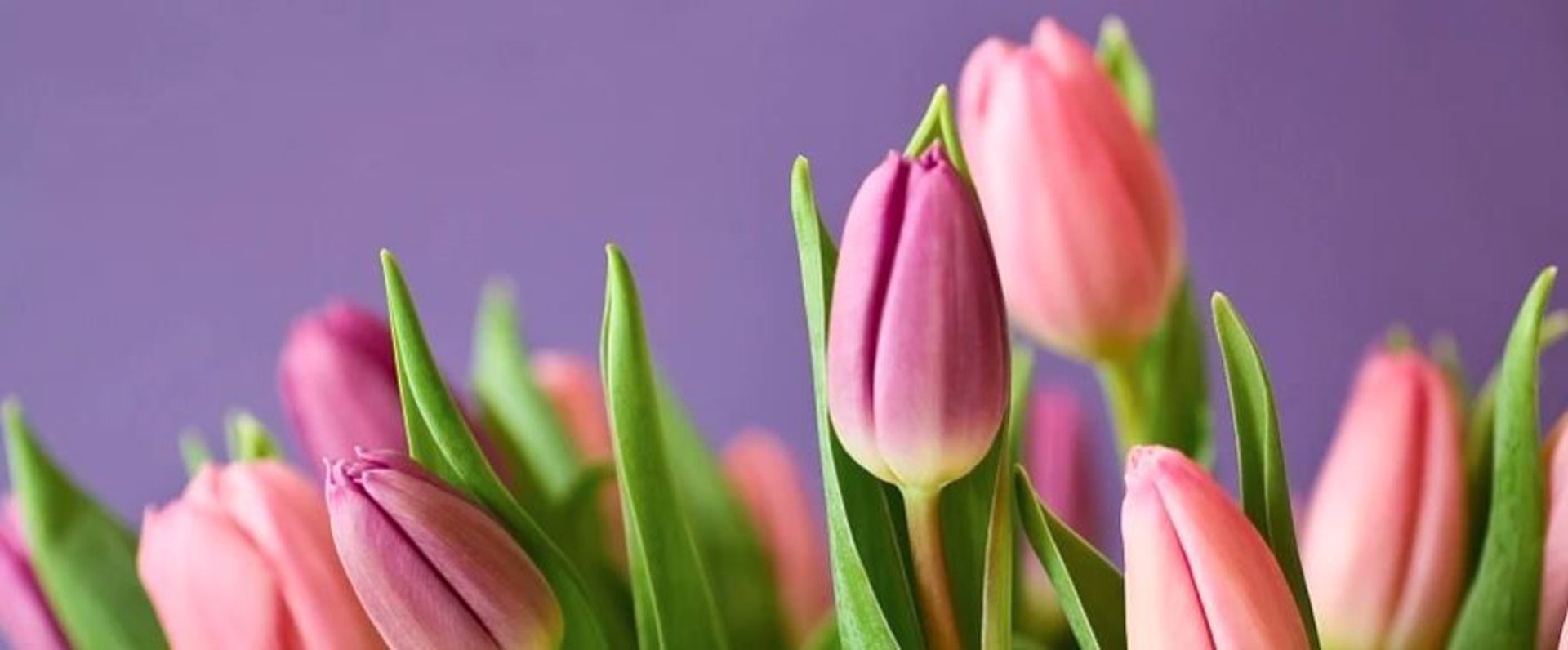 tulipany w doniczce
