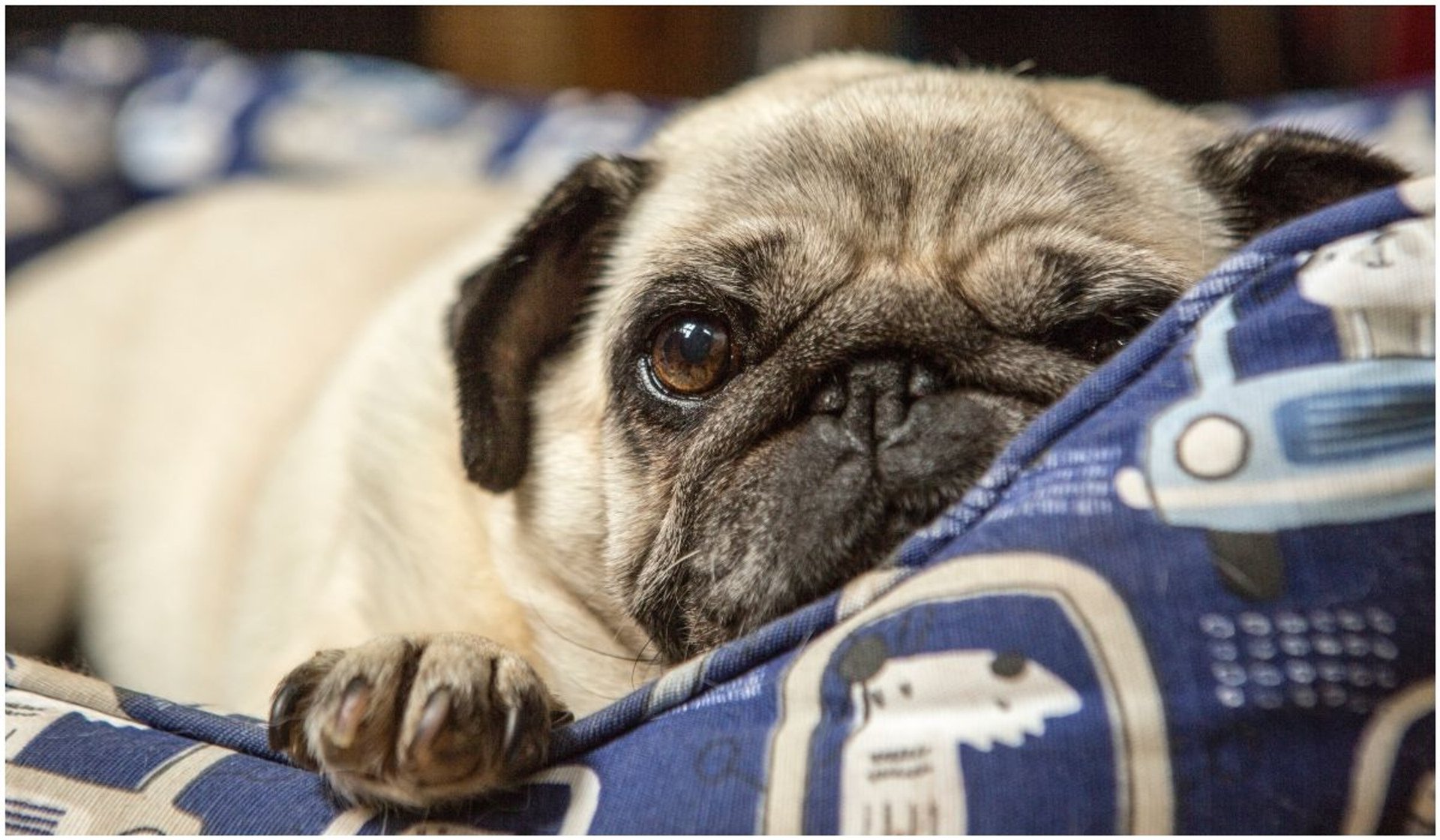 Zdjęcie rezonansu magnetycznego mopsa podbiło Internet. Weterynarze przerażeni