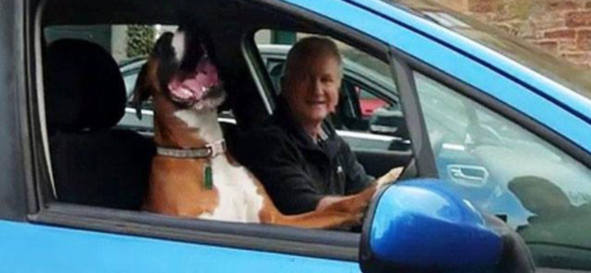 Pies bokser i człowiek w niebieskim samochodzie