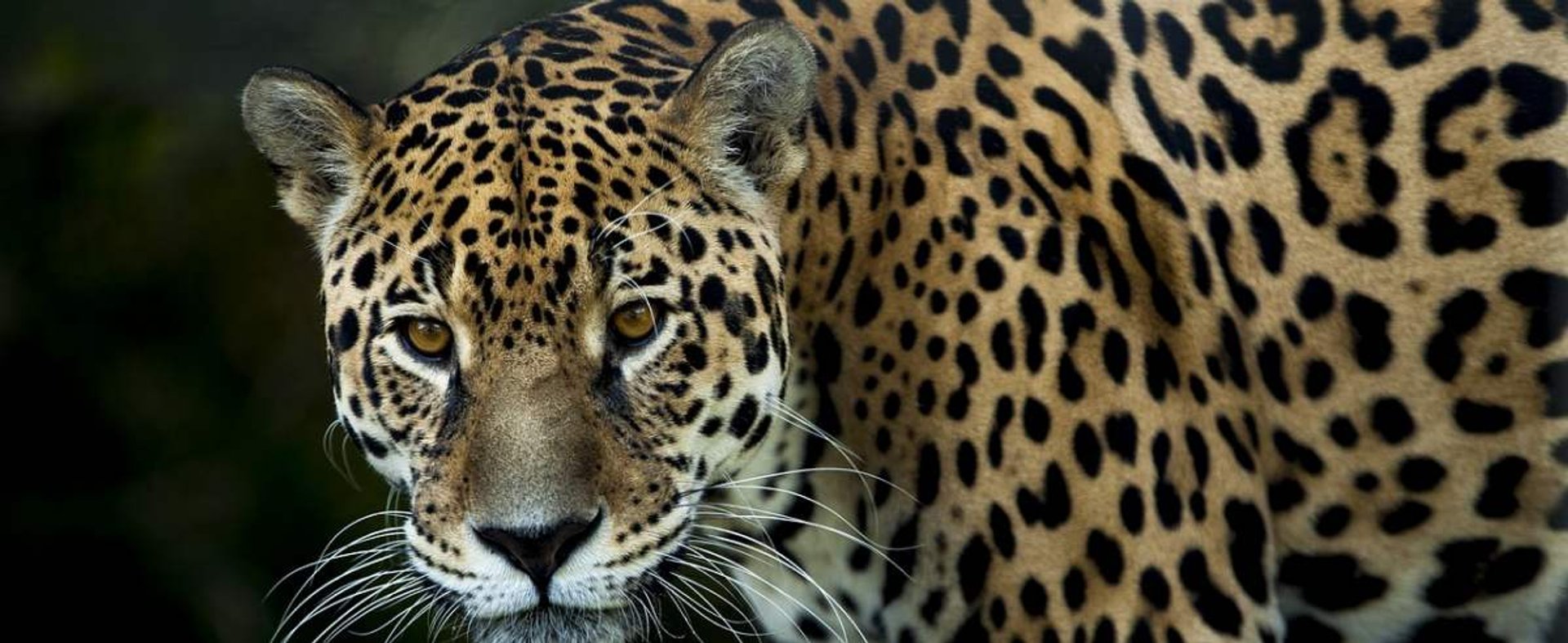 Jaguar - najpotężniejszy kot na półkuli zachodniej