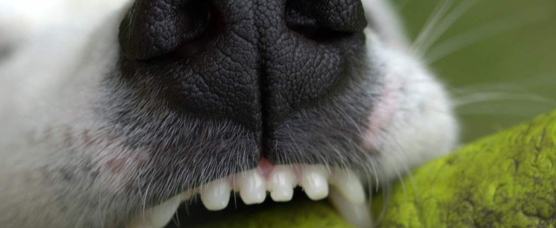 Jak dbać o zęby psa? Zasady i porady