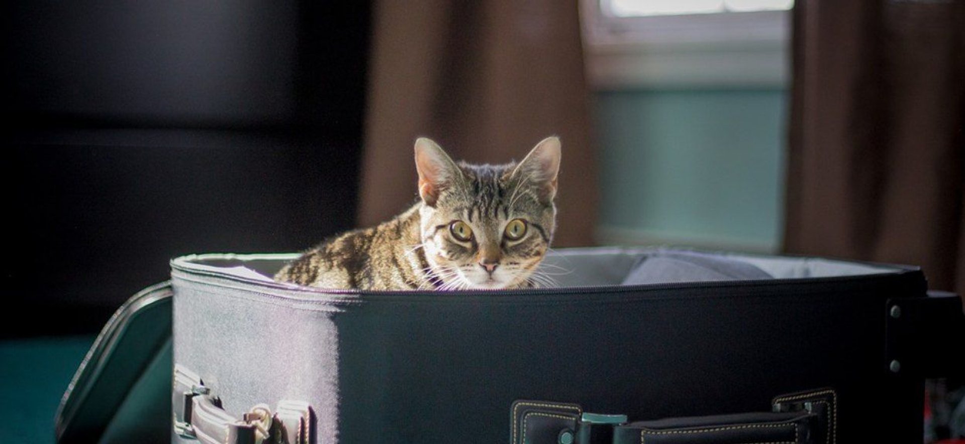 kot w walizce