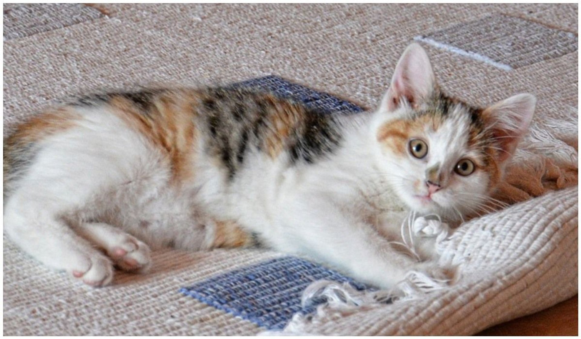 Kot drapie i gryzie dywan bez przerwy. Tylko on jeden wie, co grozi jego rodzinie