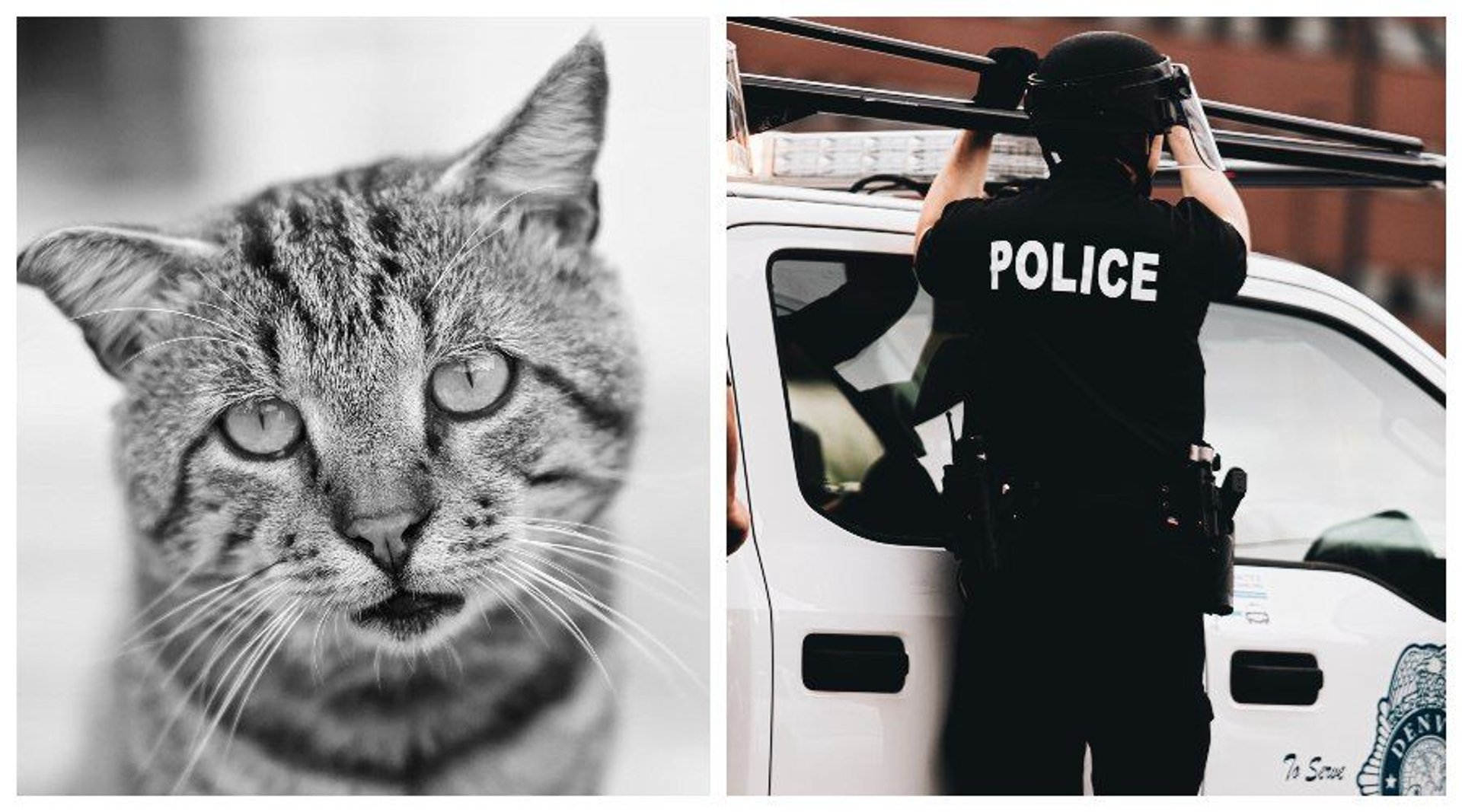 Mieszkańcy Manchesteru wciąż nie mogą w to uwierzyć: grupa dzieci zamęczyła kota