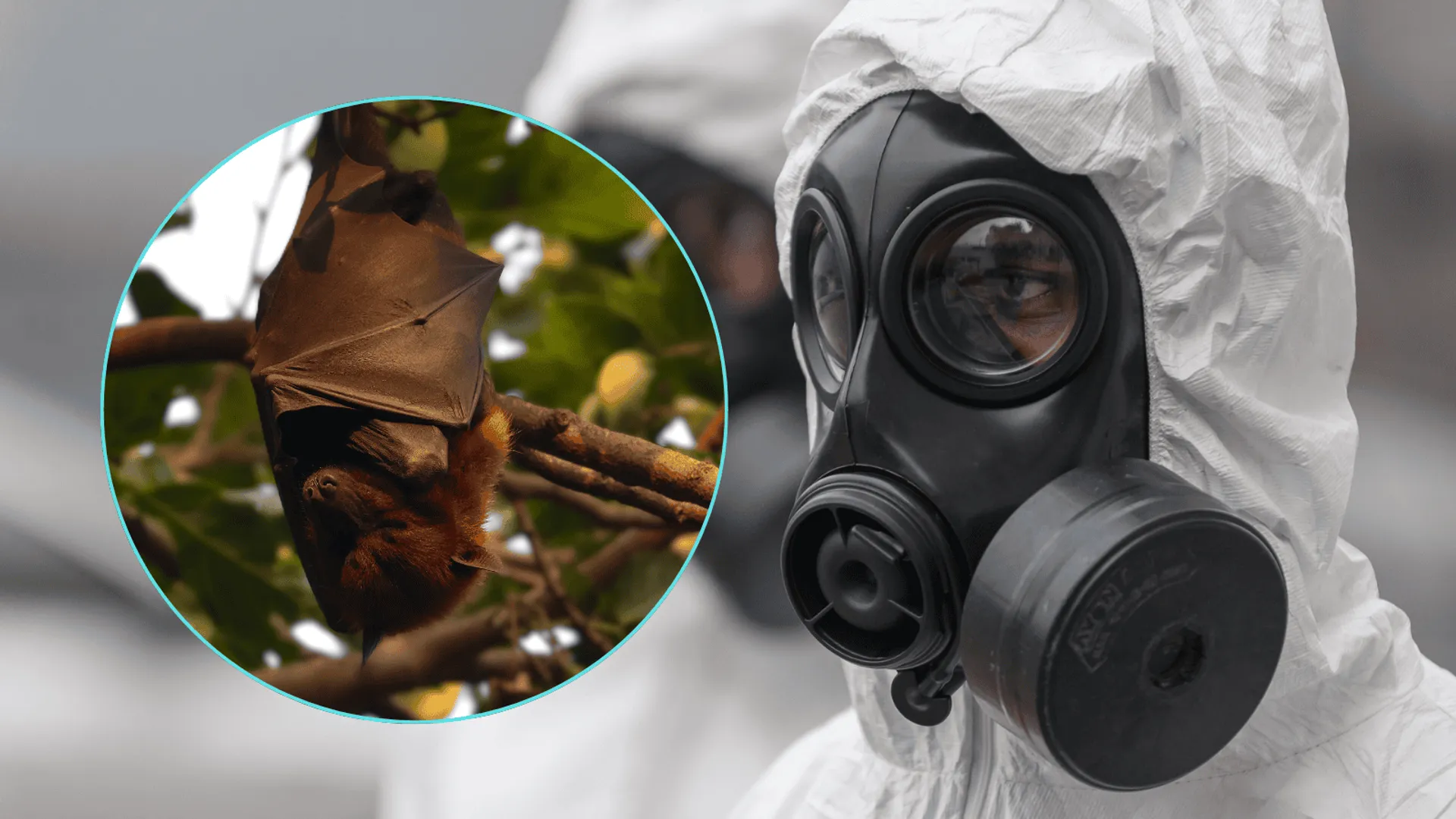 Śmiertelny wirus atakuje. Przenoszą go nietoperze. Nie ma leku ani szczepionki