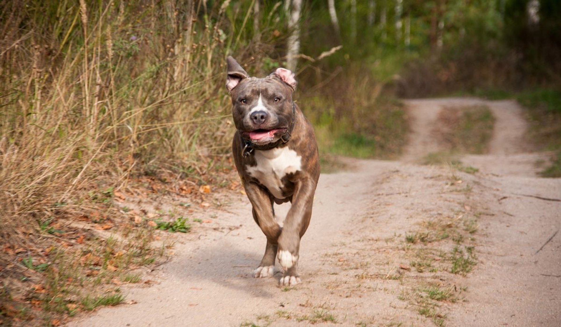 Amstaff