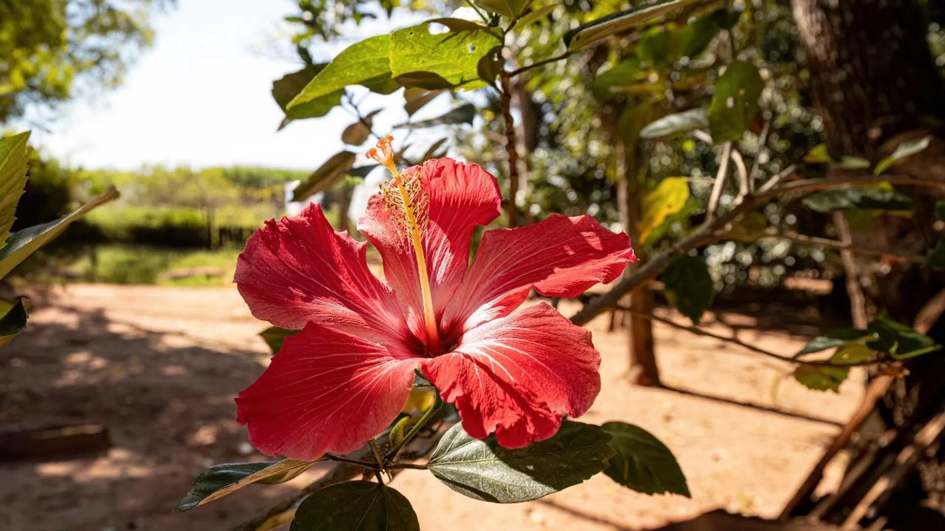 Hibiskus