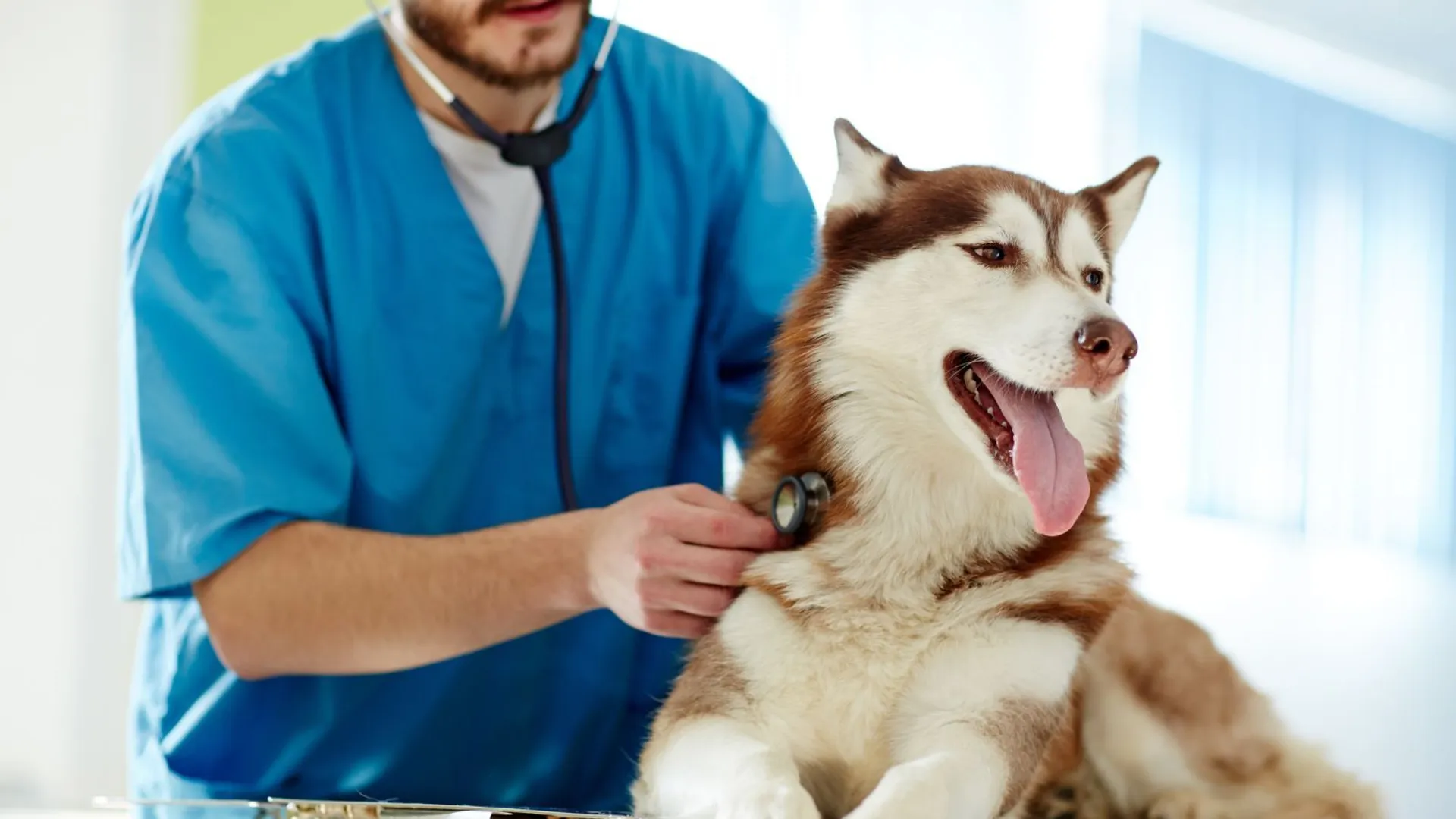 Weterynarz, pies