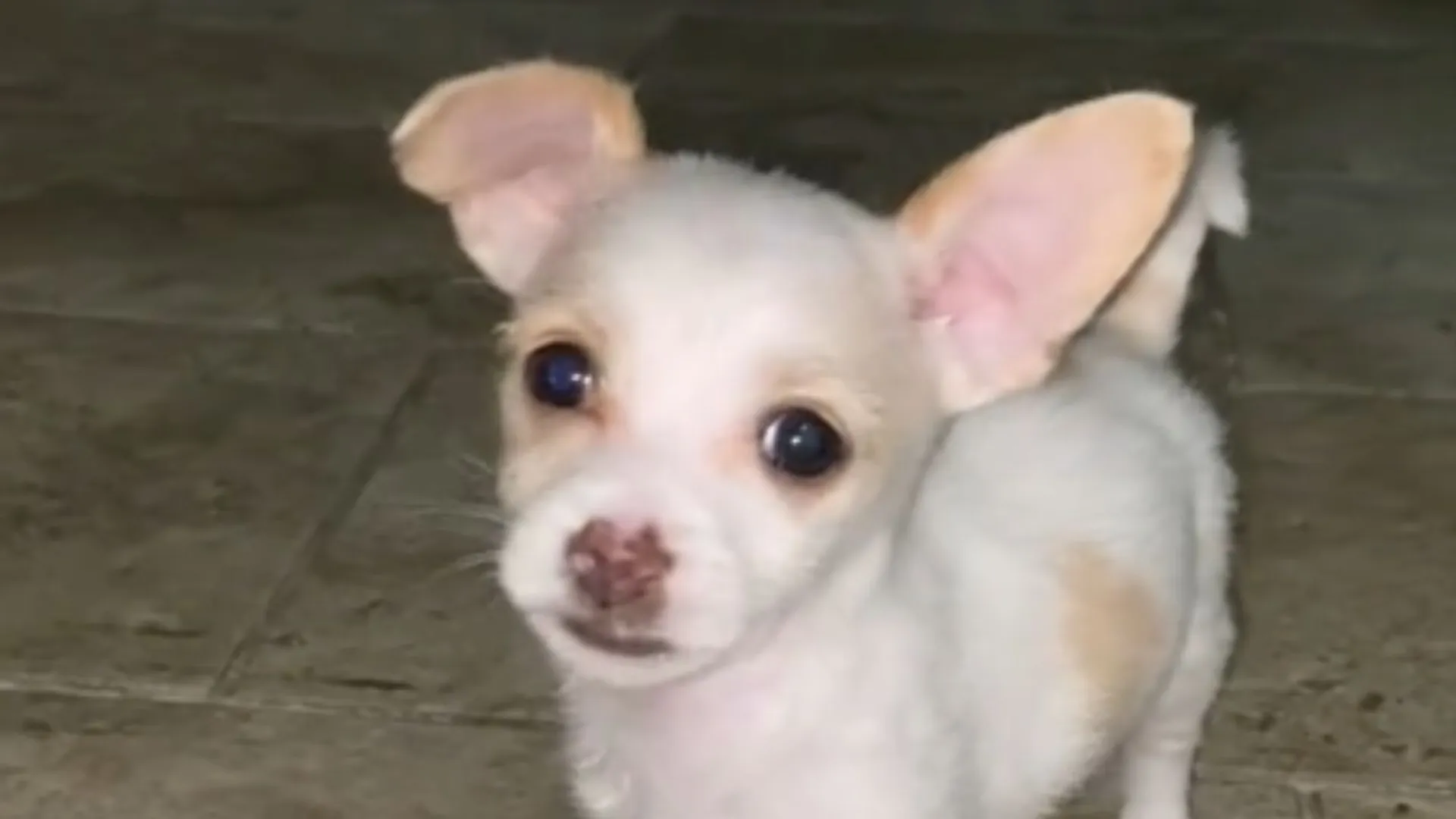 Chihuahua